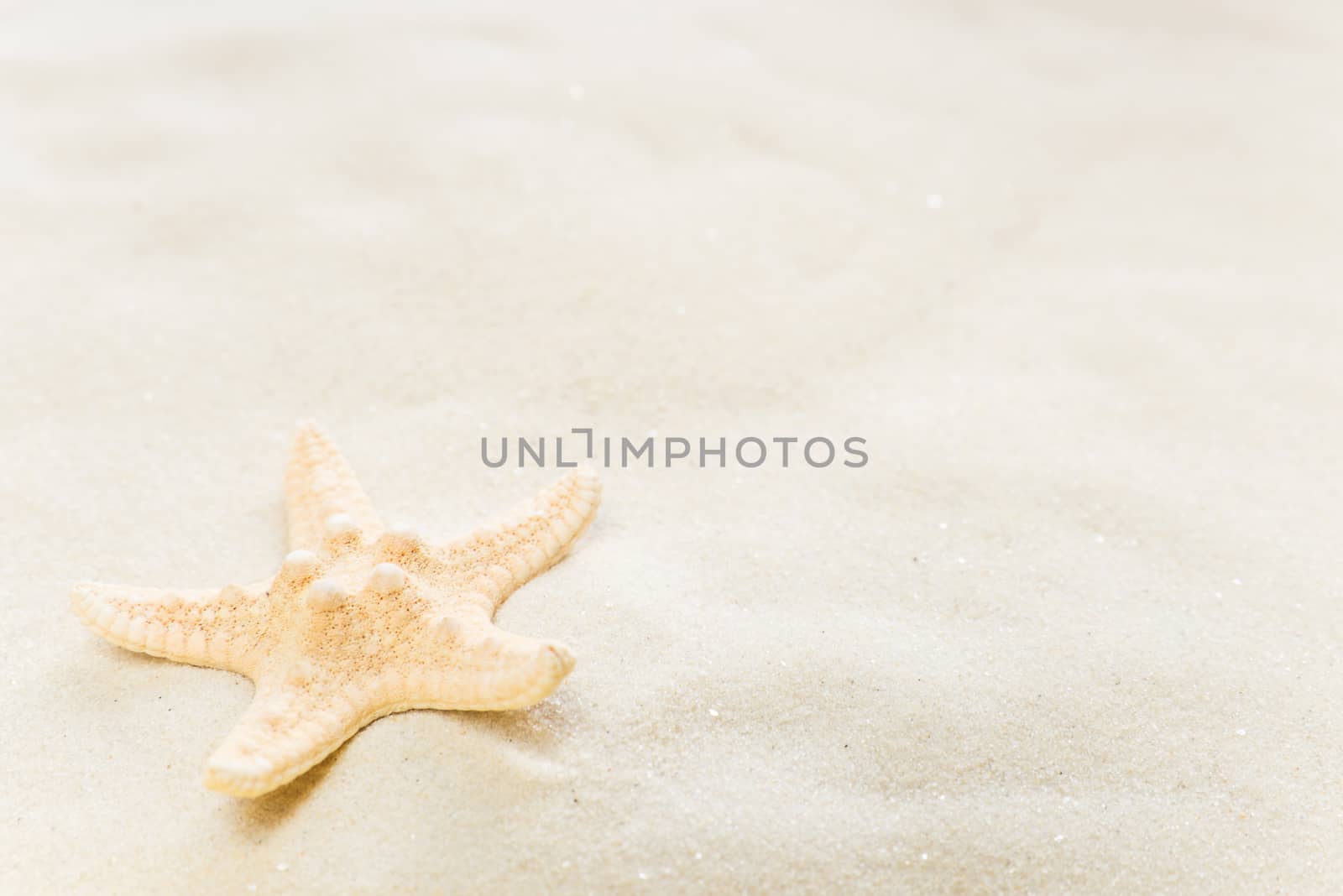 One starfish on the background of white sea sand, with copy-space