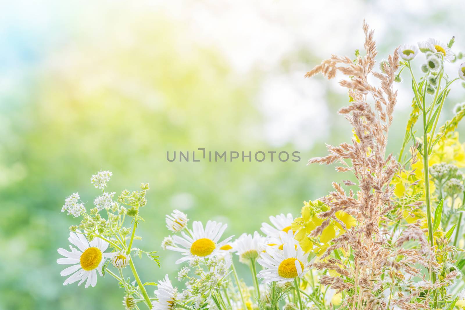 Bouquet of different multicolored wildflowers closeup outdoors on blurred nature background, with copy-space 
