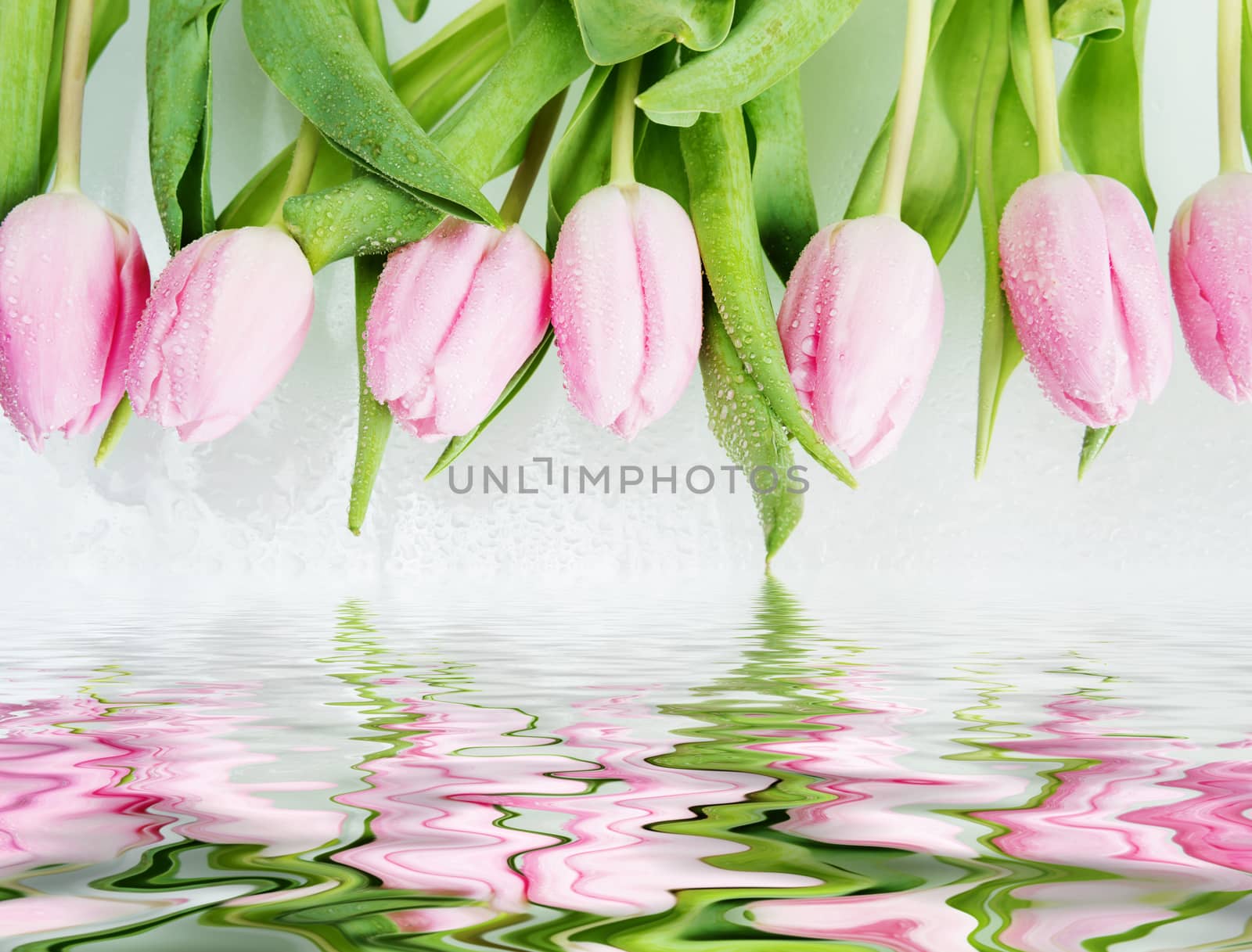 Border consisting of fresh pink tulips flowers covered with dew drops close-up on white background, reflected in a water surface with small waves