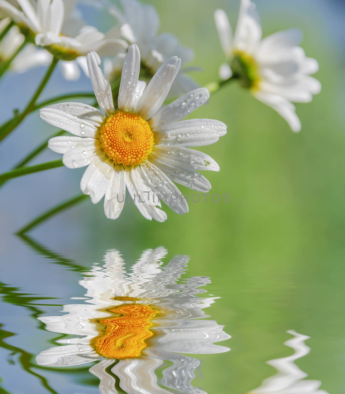 Chamomile flowers, covered with water drops, against the background of blue sky reflected in a water surface with small waves