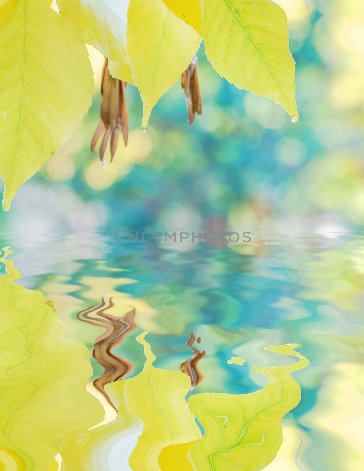Yellow maple leaves covered with raindrops on a background of multicolored trees reflected in a water surface with small waves