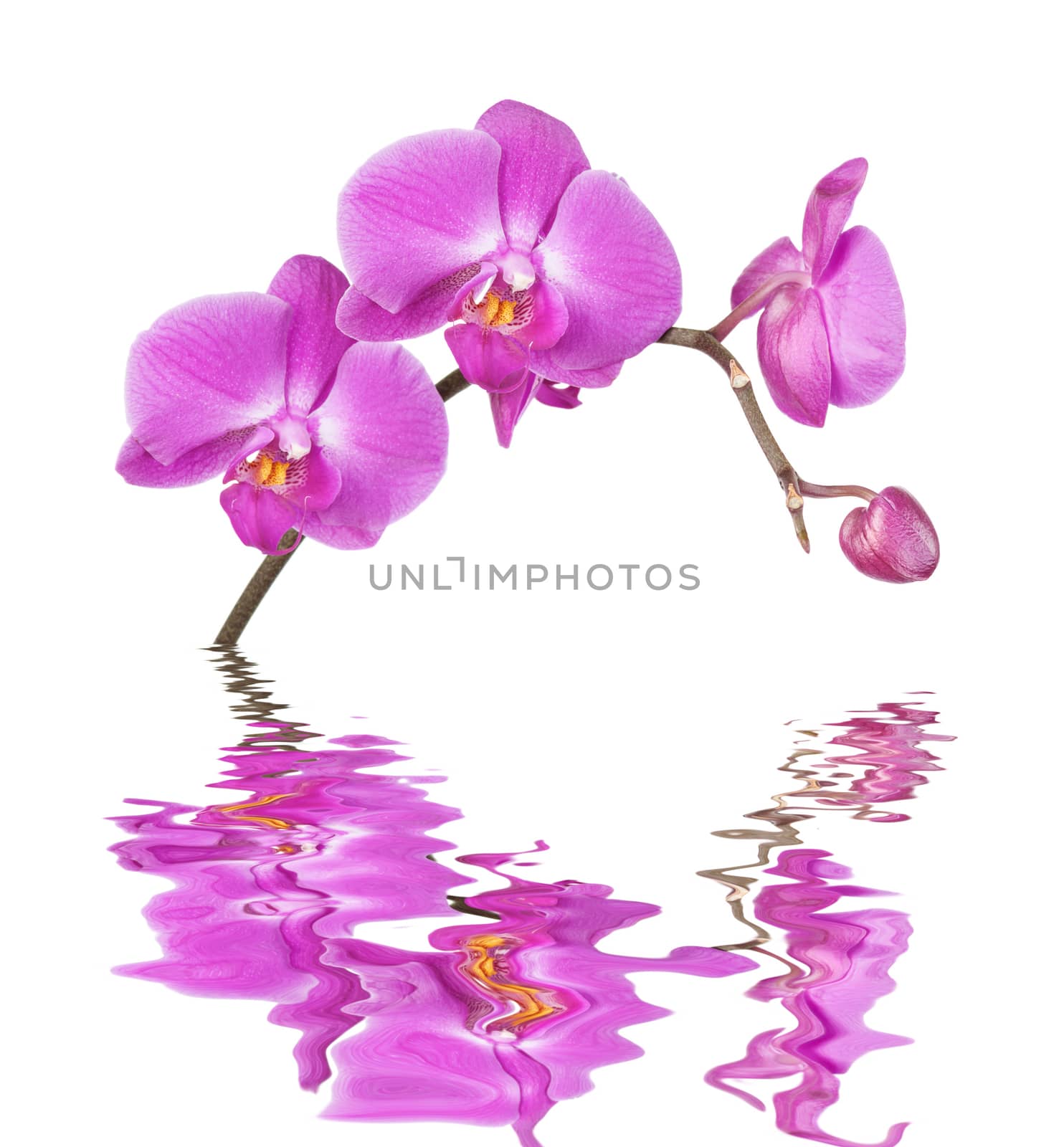 Beautiful pink orchid flowers close-up isolated on a white background reflected in a water surface with small waves