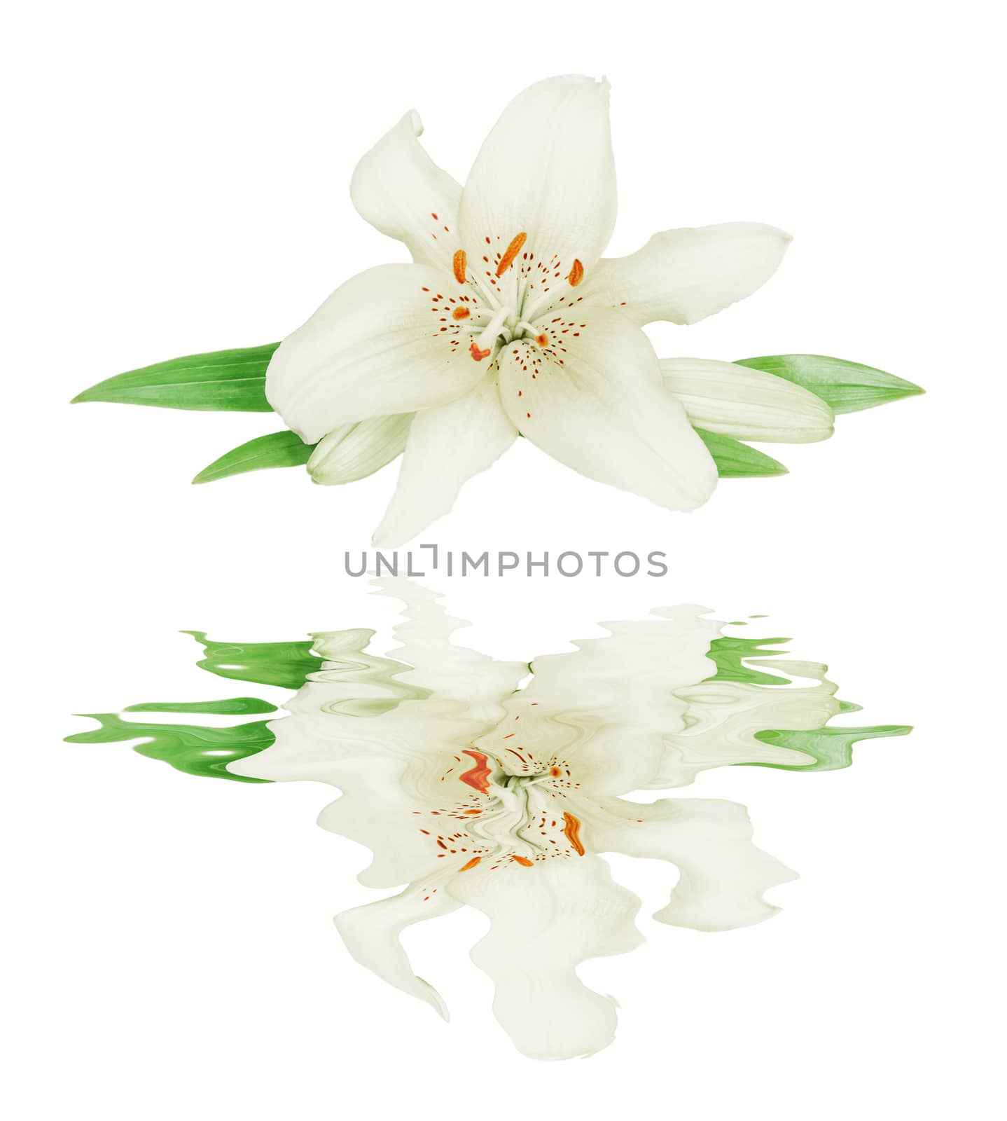 One flowers of white Lily close up, isolated on a white background, reflected in a water surface with small waves