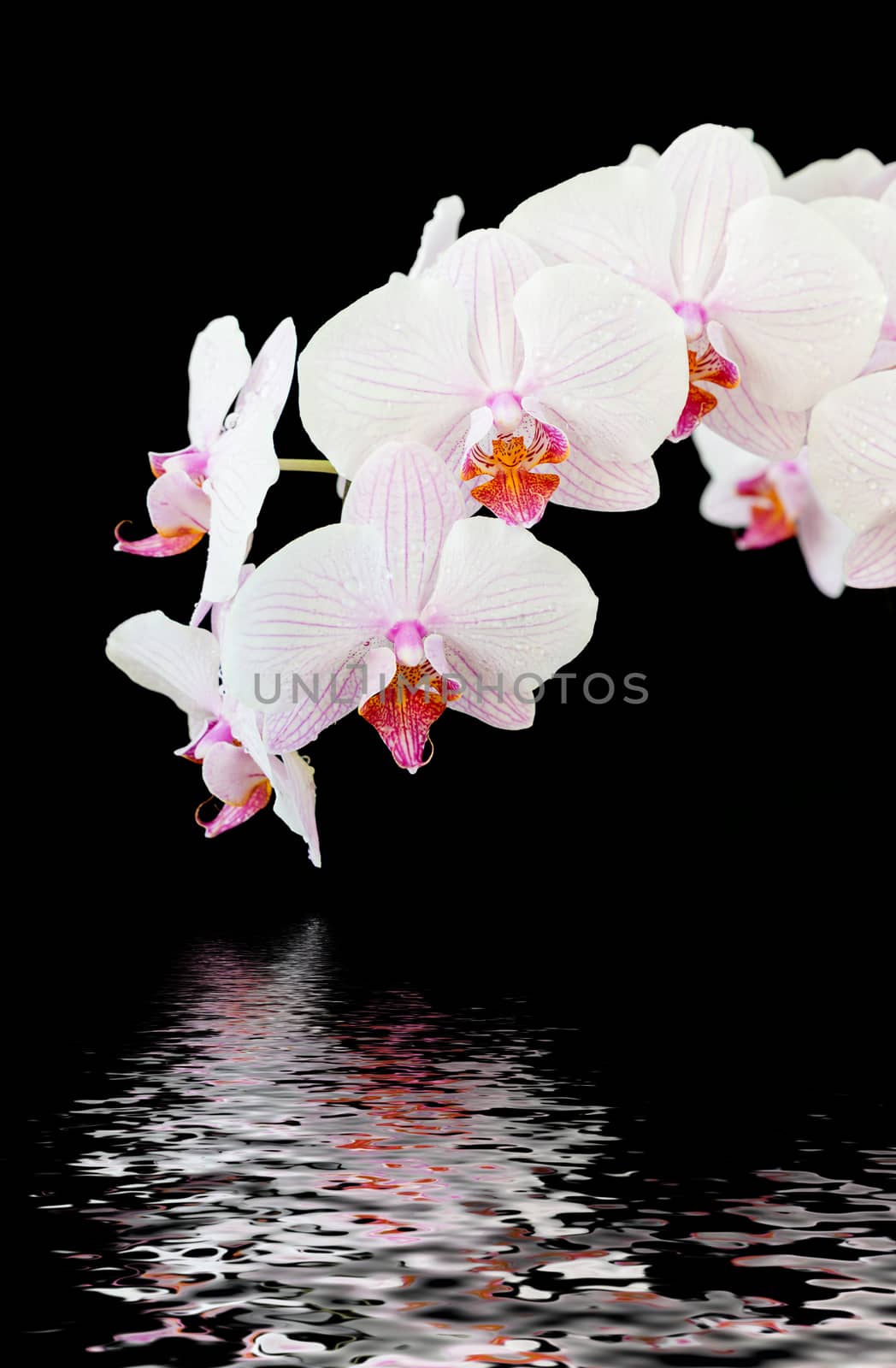Branch of striped white and pink orchids phalaenopsis flower, covered with dew drops, with reflection in the water surface, isolated on a black background