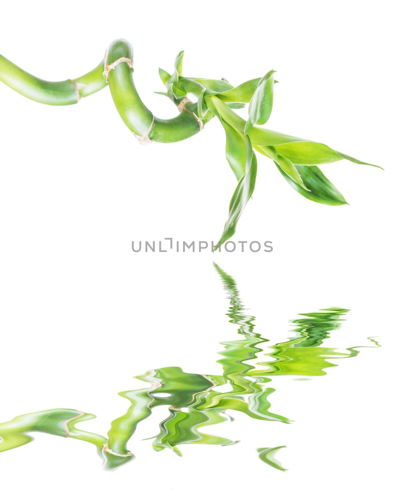 Single houseplant stem of Lucky Bamboo (Dracaena Sanderiana) with green leaves, twisted into a spiral shape, isolated on white background, reflected in a water surface with small waves