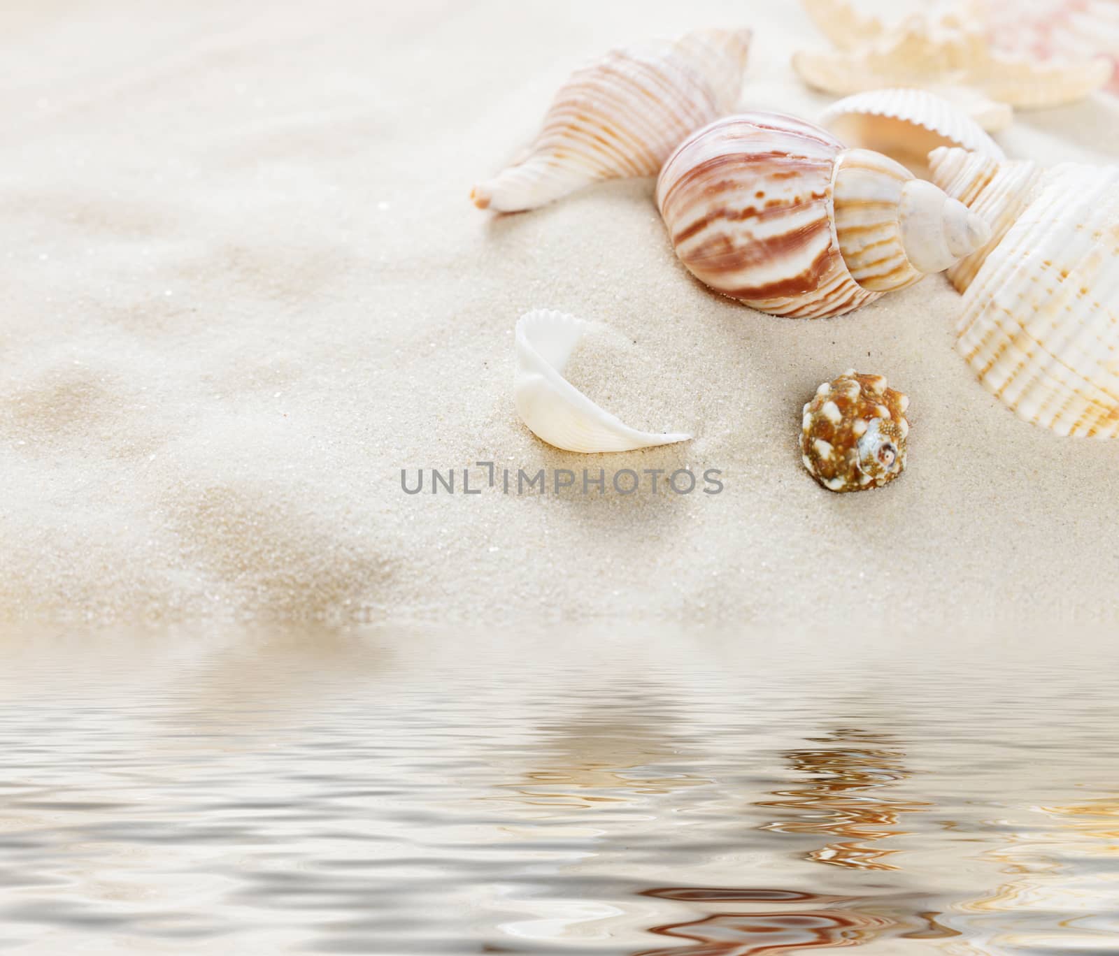 Several clams  on the background of sea sand reflected in a water surface with small waves