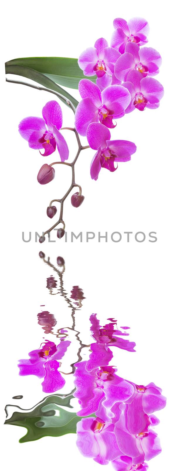 Pink orchid on a white background reflected in a water by Epitavi