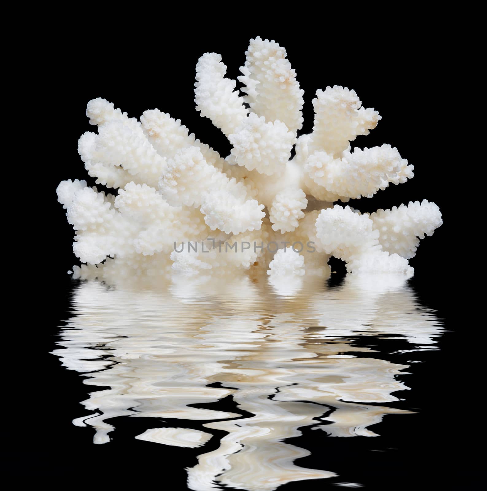 Beautiful white sea coral isolated on a black background reflected in a water surface with small waves