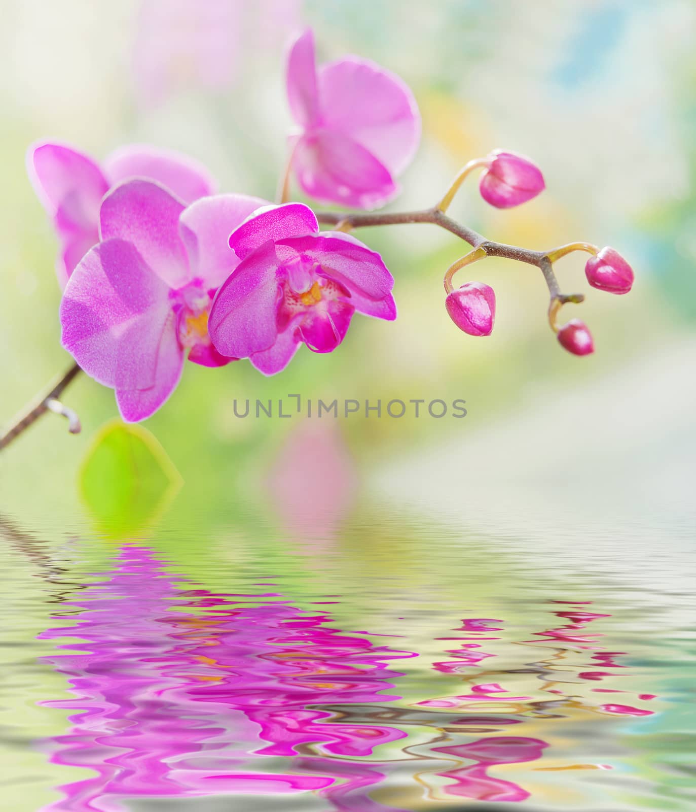 Blossoming branch of purple orchids on a nature background, with reflection in the water surface