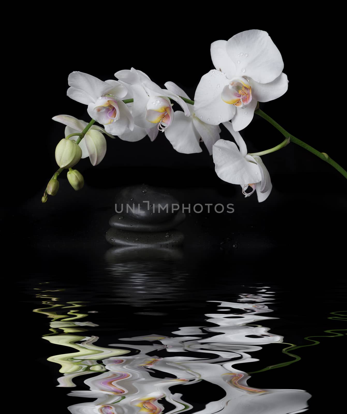 White Orchid on a black background by Epitavi