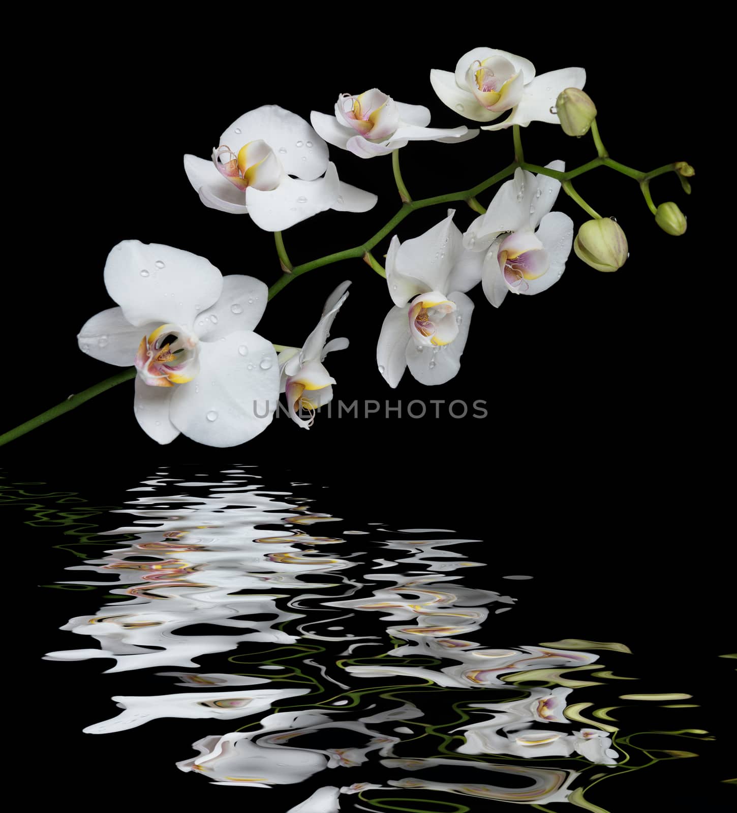 White orchid phalaenopsis flower covered with water drops, isolated on a black background reflected in a water surface with small waves