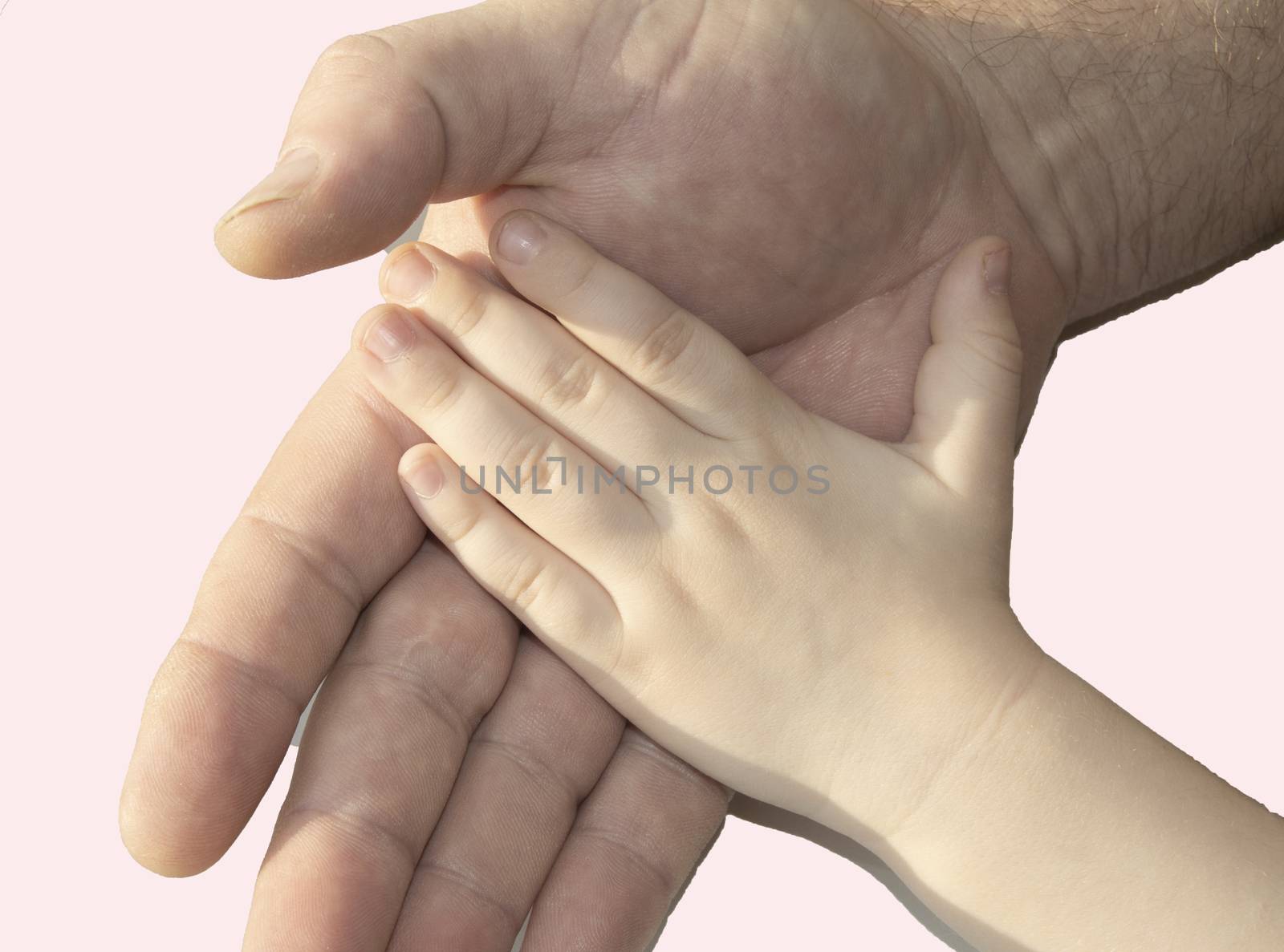 The hand of an adult MAN holding the hand of a child in the palm of his HAND, isolated on a pink background, the concept of childhood protection.