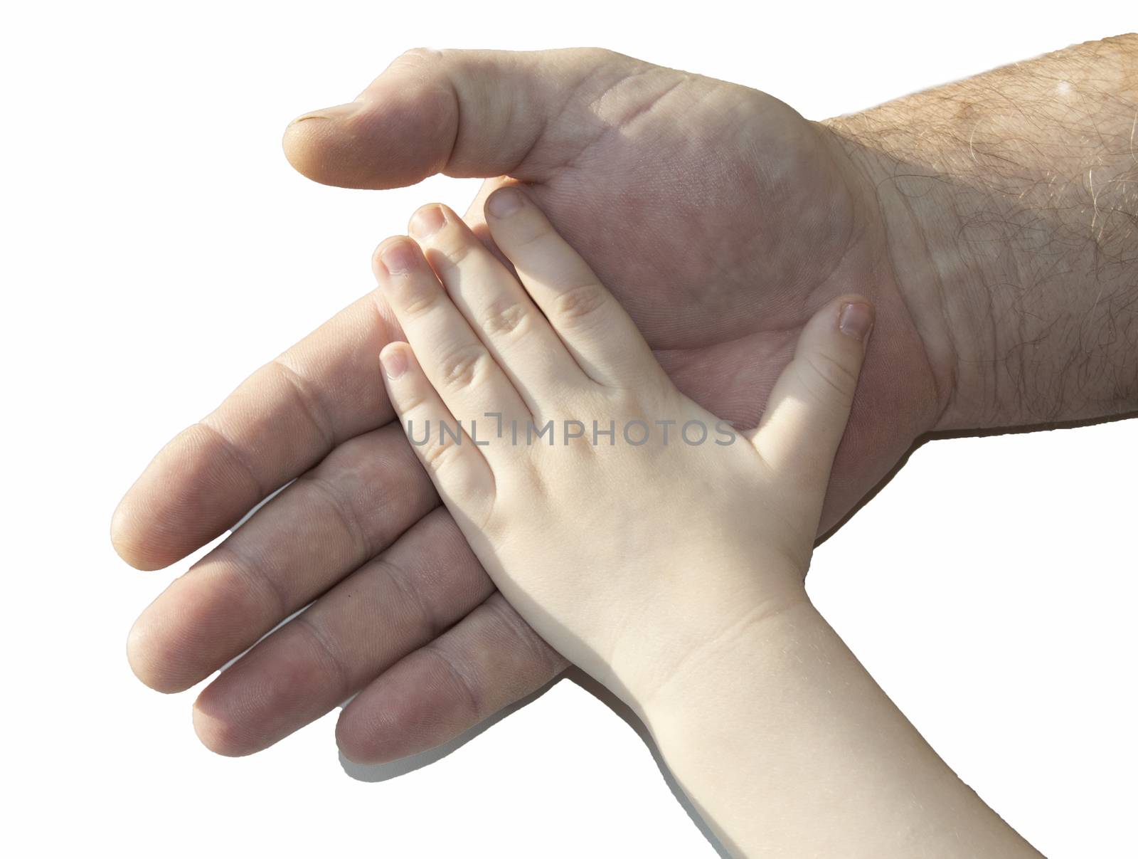 The hand of an adult MAN holding the hand of a child in the palm of his HAND, isolated on a pink background, the concept of childhood protection by claire_lucia