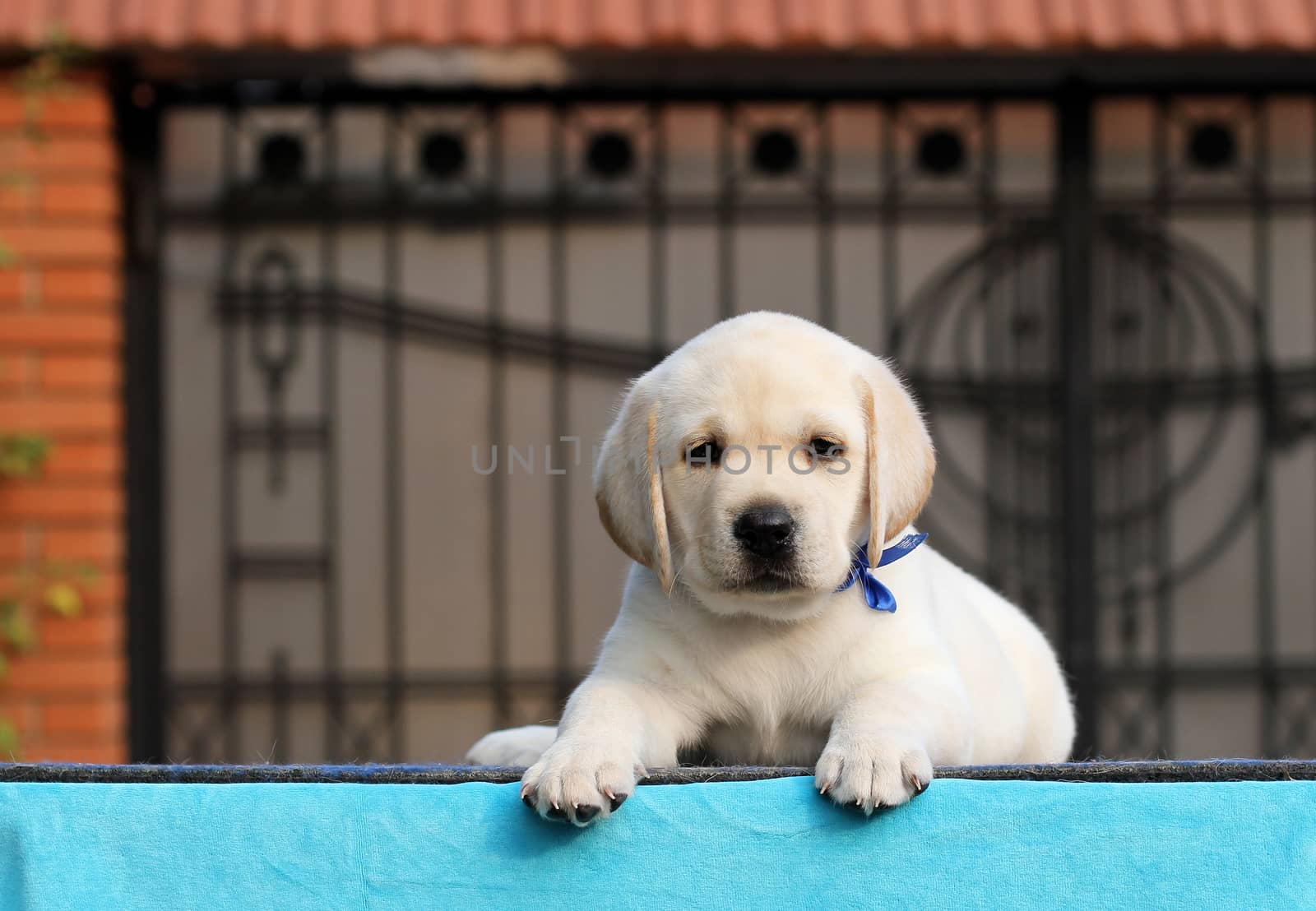 a sweet little yellow labrador puppy sitting on blue background