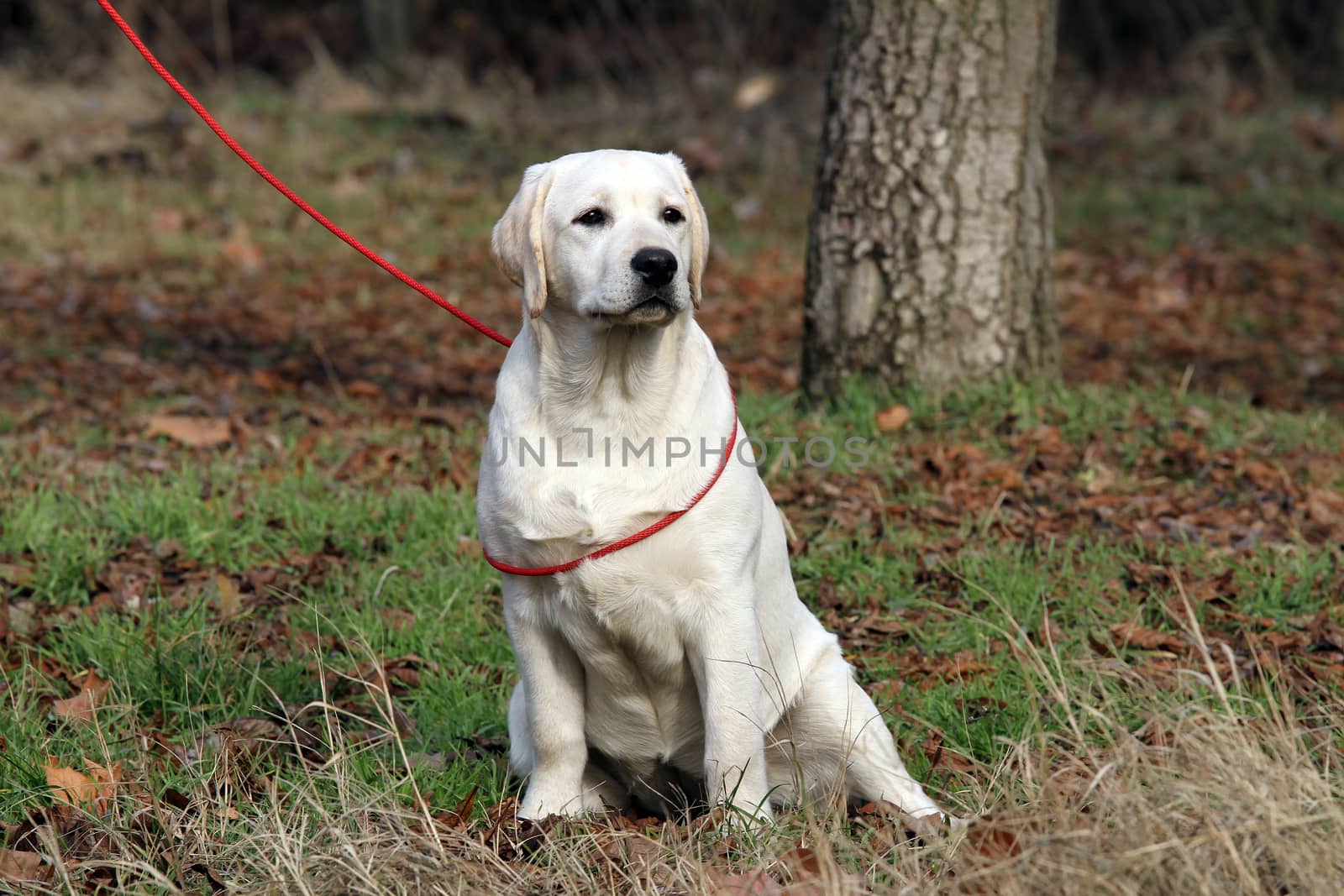 the yellow labrador sitting in the park