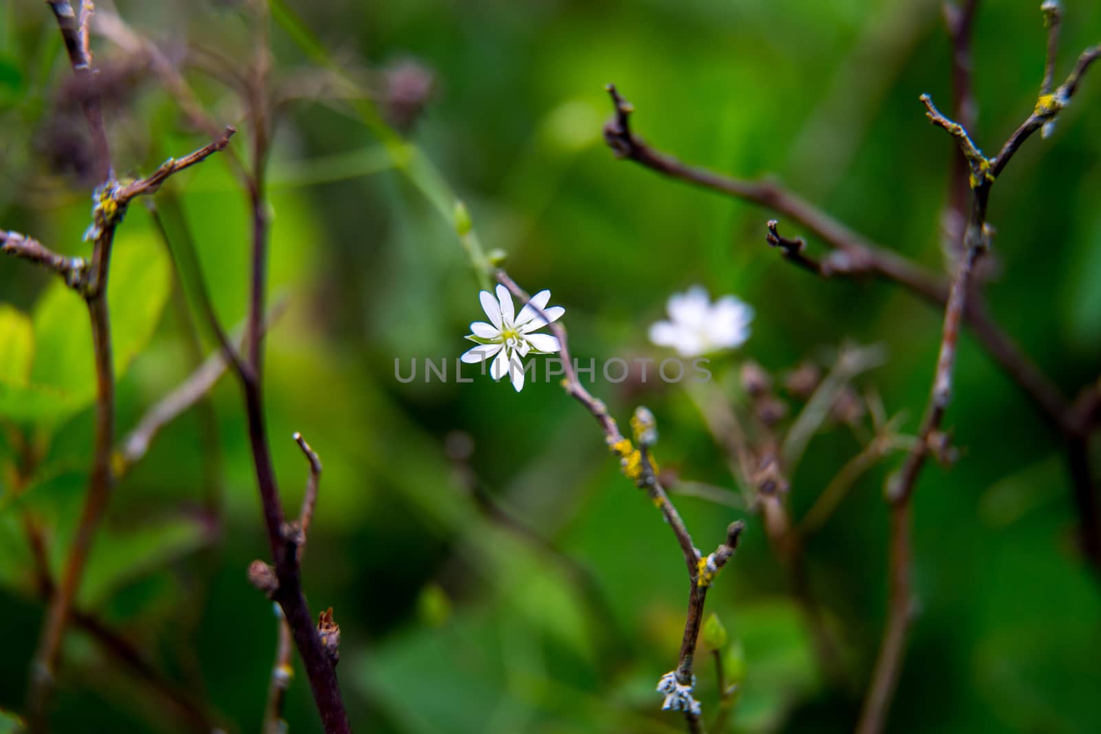 White wild blooming flowers on a green grass background. Meadow with wild field flowers. Nature flower in spring and summer in meadow. 

