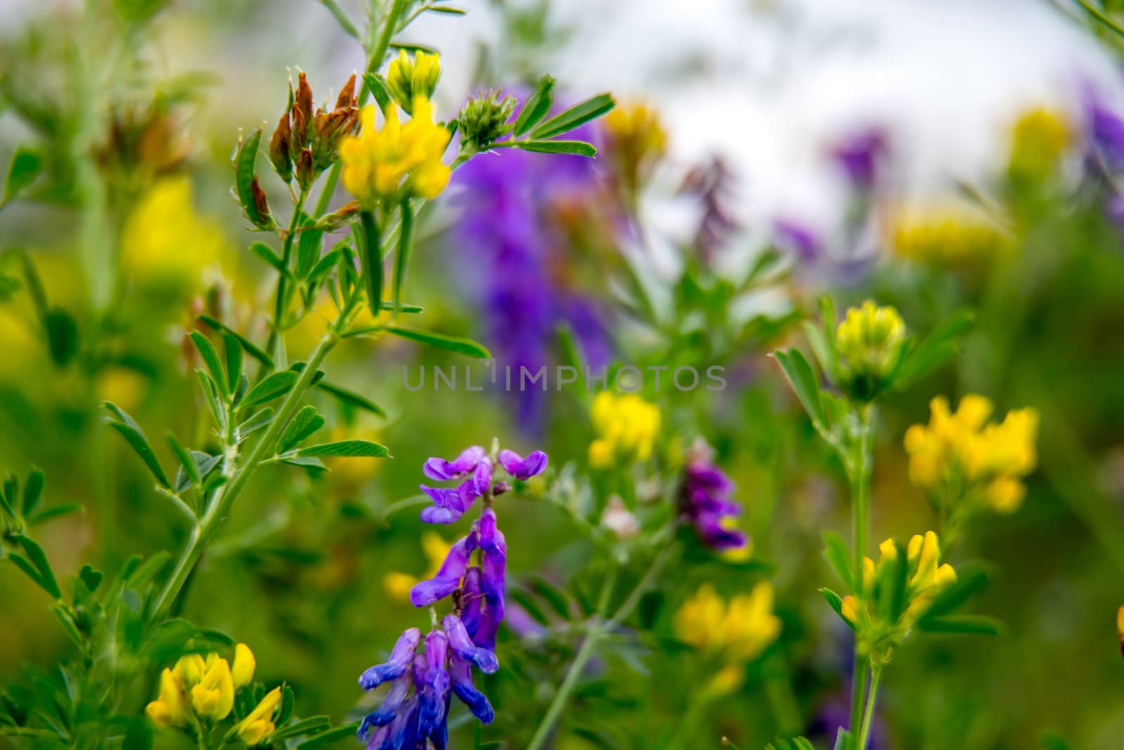 Pink and yellow wild blooming flowers. Beautiful pink and yellow rural flowers in green grass. Meadow with nature rural flowers in meadow in spring time.