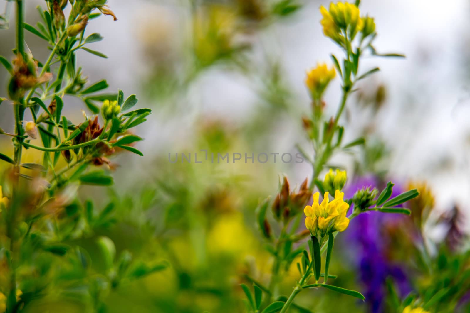 Pink and yellow wild blooming flowers. Beautiful pink and yellow rural flowers in green grass. Meadow with nature rural flowers in meadow in spring time.