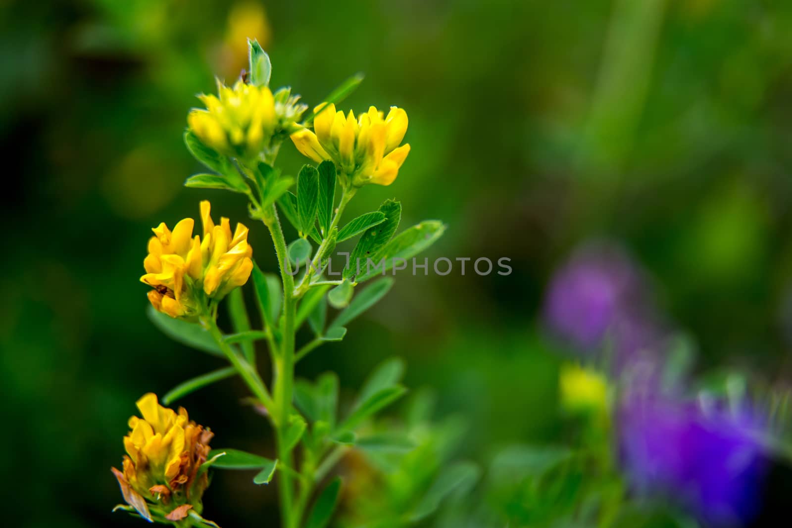 Pink and yellow wild blooming flowers. Beautiful pink and yellow rural flowers in green grass. Meadow with nature rural flowers in meadow in spring time.