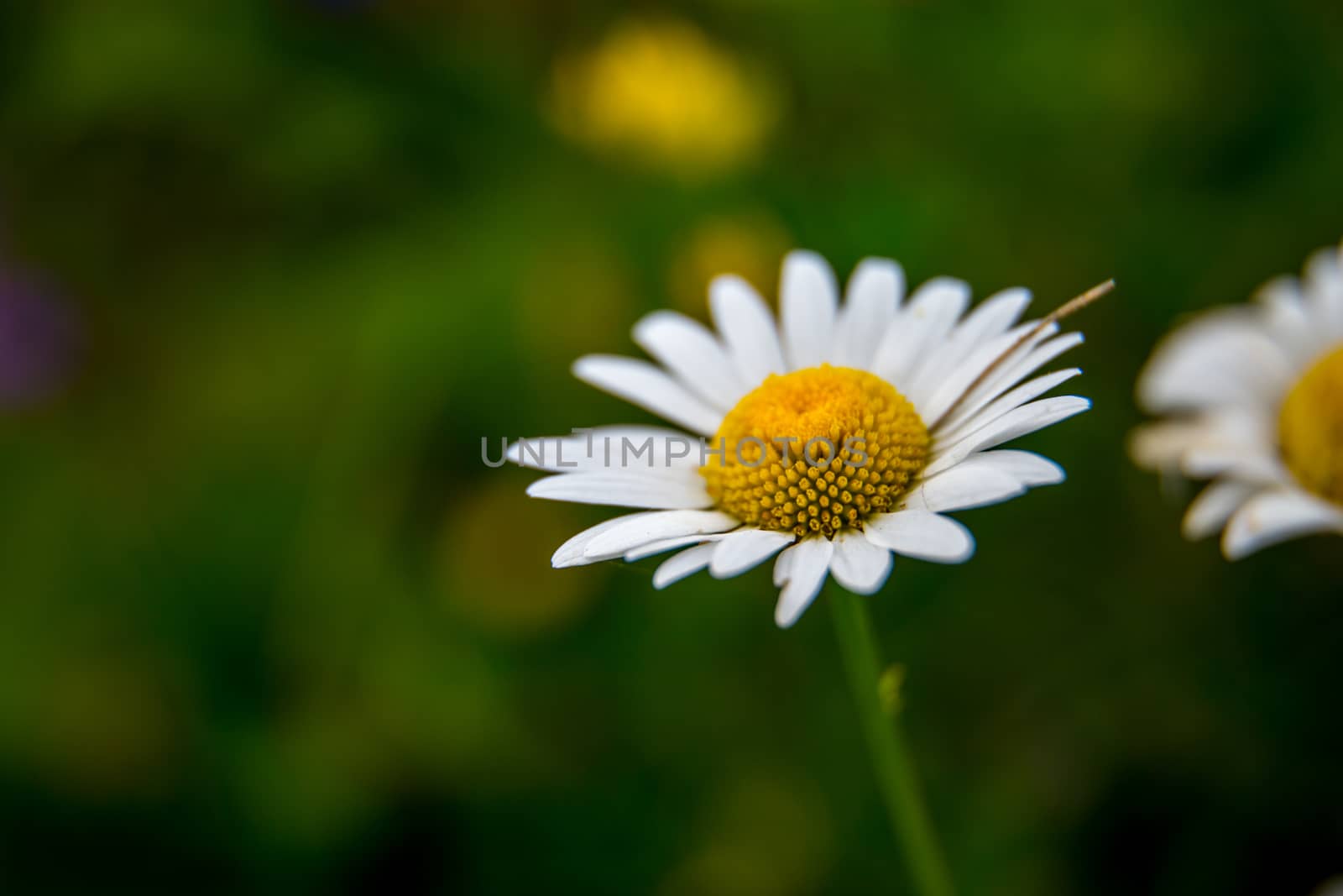 White wild blooming flower. Daisy flowers on a green grass background. Meadow with wild daisy flowers. Nature daisies in spring and summer in meadow. 



