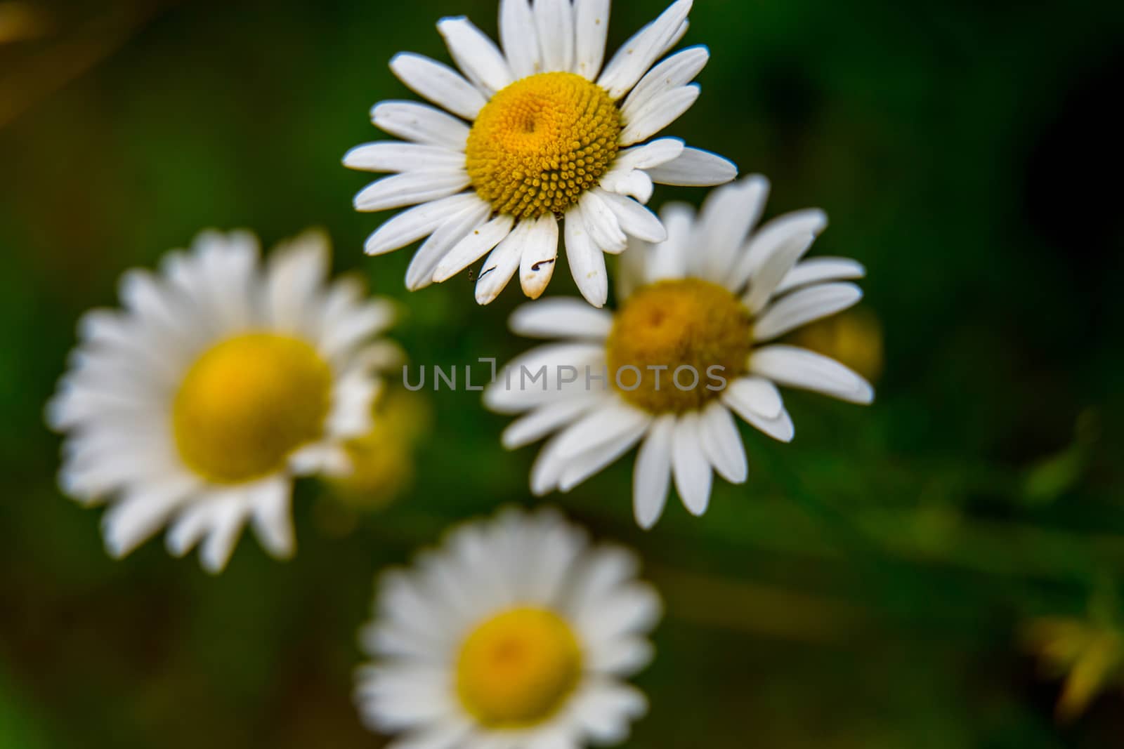 White wild blooming flower. Daisy flowers on a green grass background. Meadow with wild daisy flowers. Nature daisies in spring and summer in meadow. 



