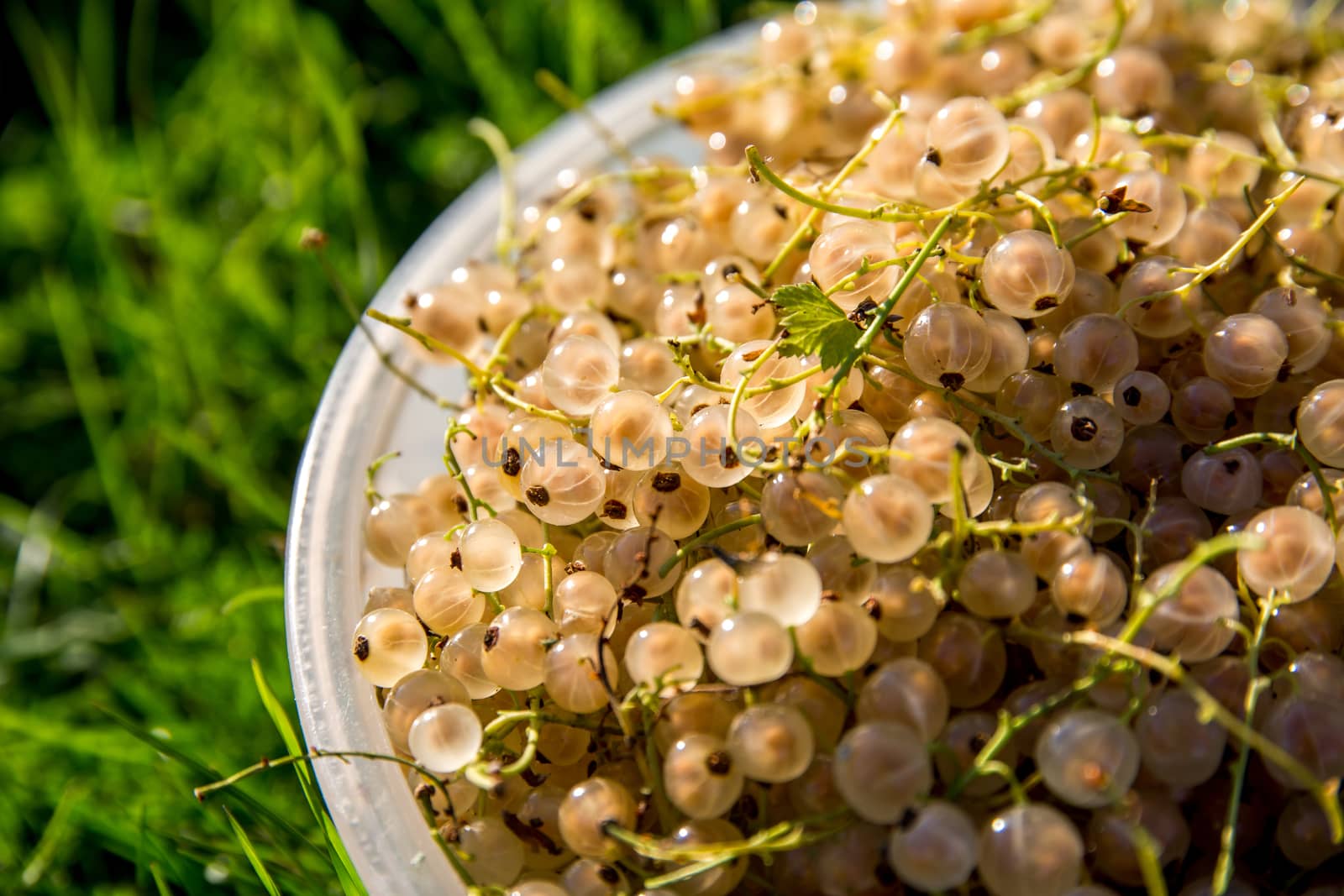 Close up bowl full of fresh white currant berries on green grass. Summer white currants in white bowl outdoors. White currants on green grass. 

