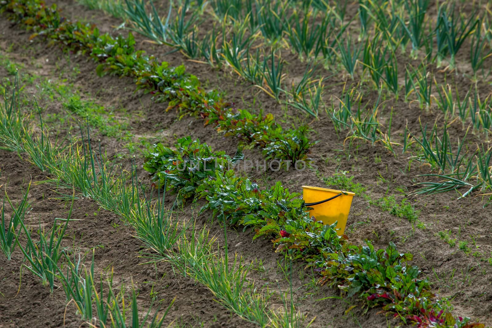 Rural view with yellow bucket on the treated field. Yellow bucket in furrow. Beet and onion furrows in Latvia.