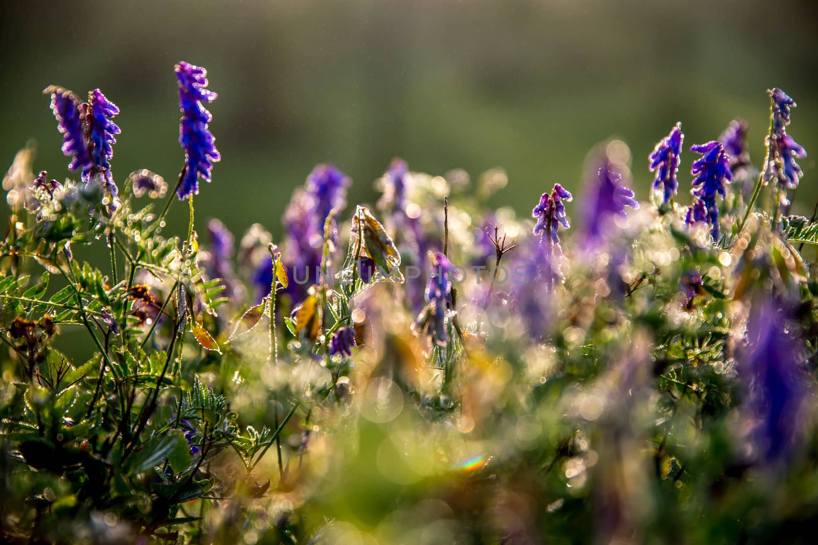 Wild pink flowers on meadow background. by fotorobs