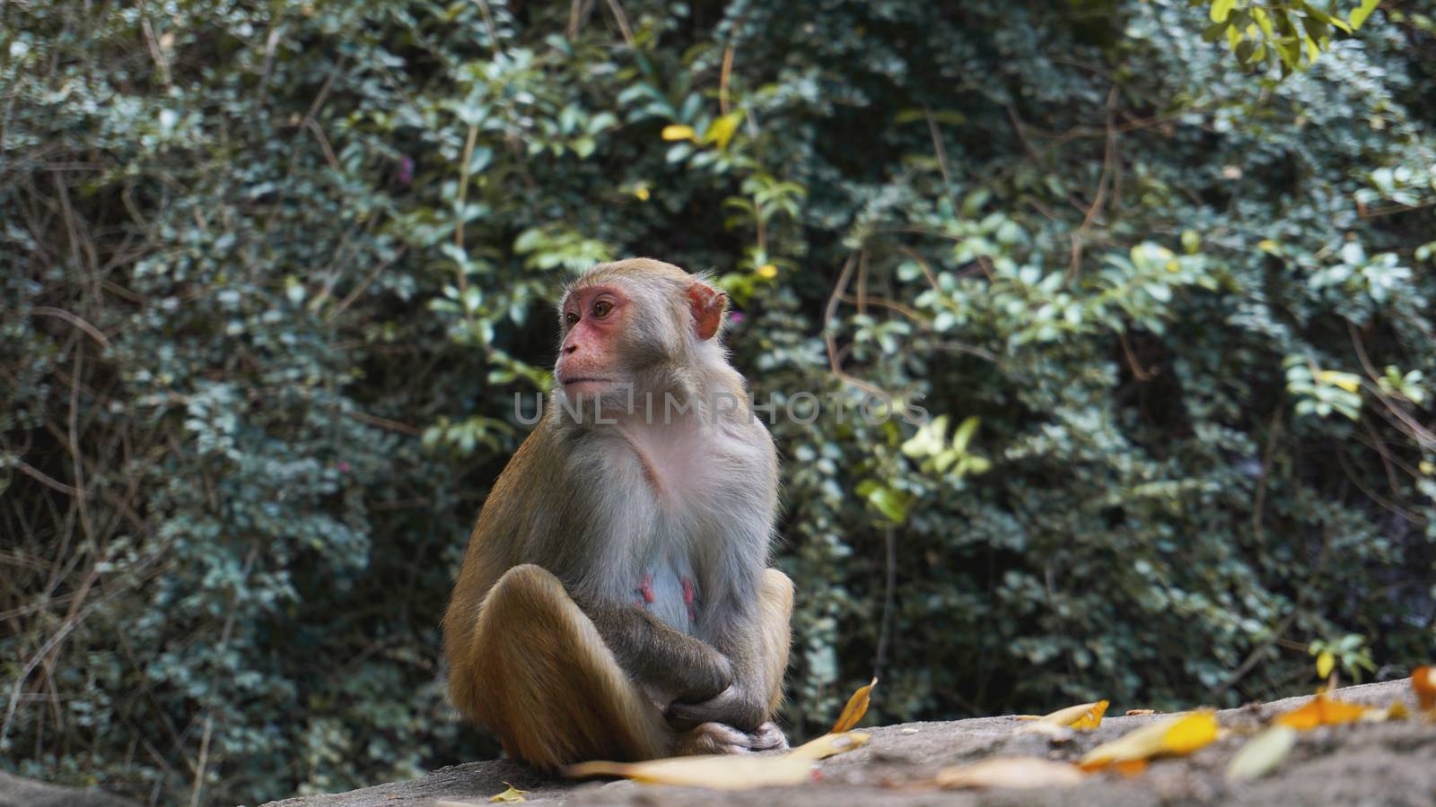 Monkey. Monkey macaque in the rain forest. Monkeys in the natural environment. by natali_brill