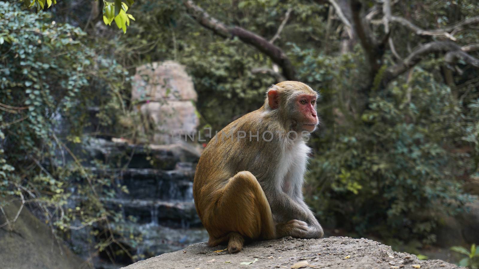 Monkey. Monkey macaque in the rain forest. Monkeys in the natural environment. China, Hainan