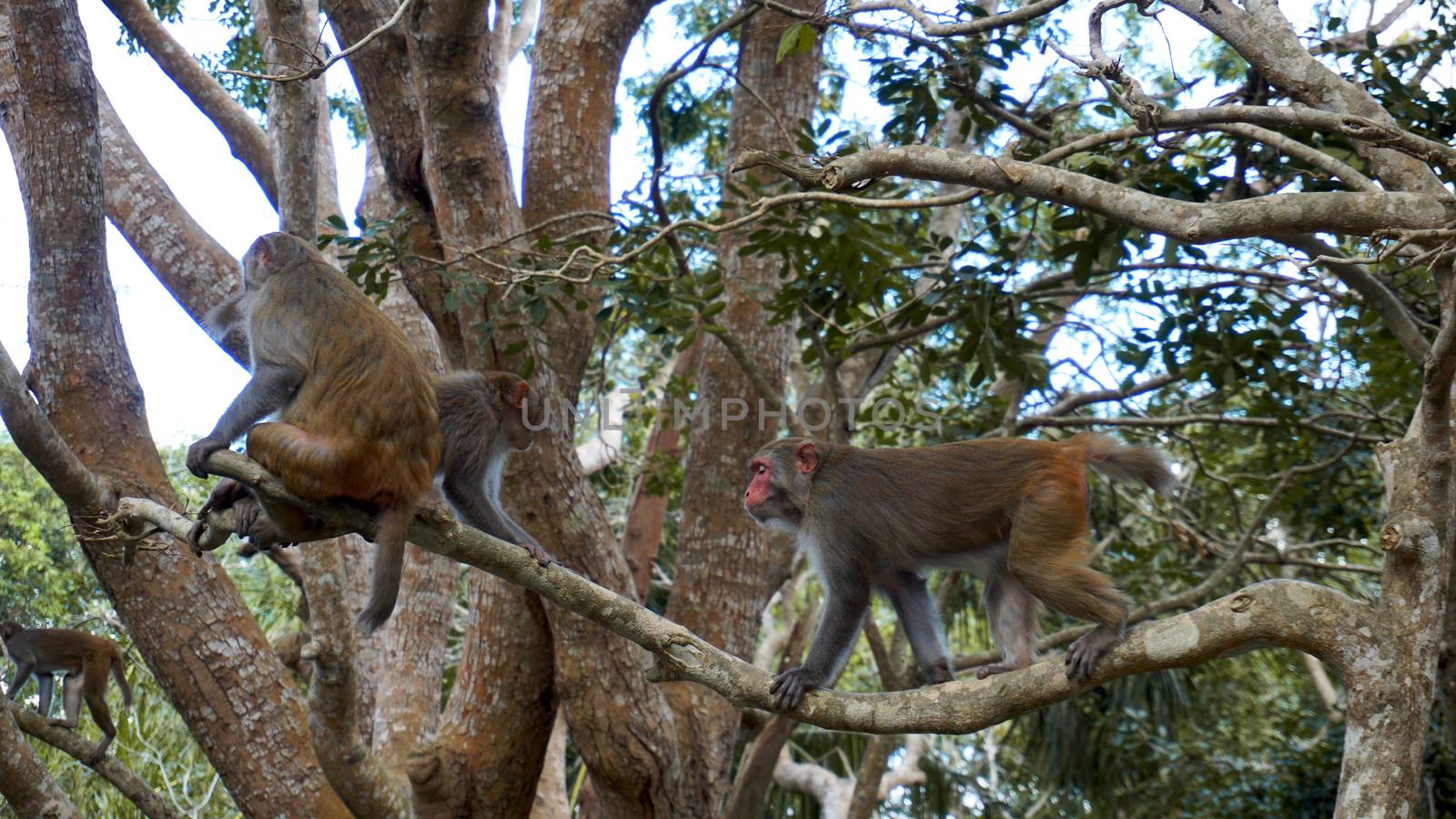 Monkey macaque in the rain forest. Monkeys in the natural environment. by natali_brill