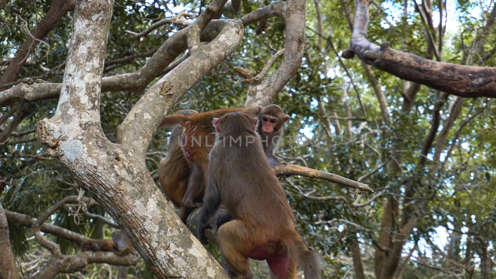 Monkey macaque in the rain forest. Monkeys in the natural environment. by natali_brill