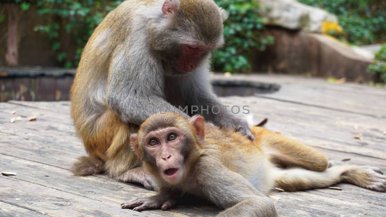 Monkey family, mother taking care of a baby, China by natali_brill