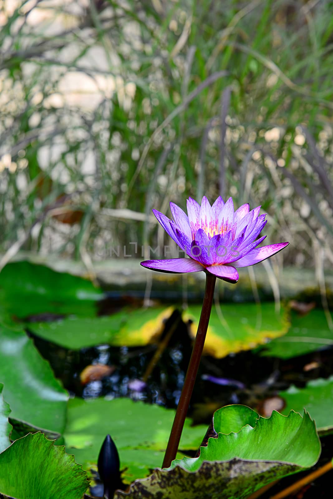 Blooming Blue and Violet Nymphaea Lotus with Blurred Background by AekPN