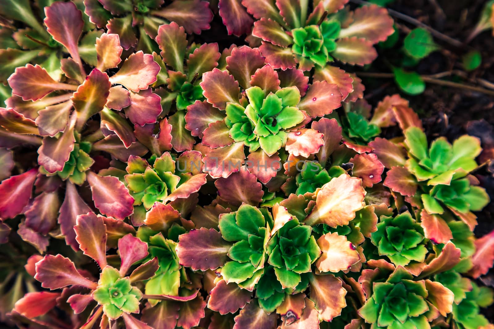 Green vegetable background from a set of the withering succulents