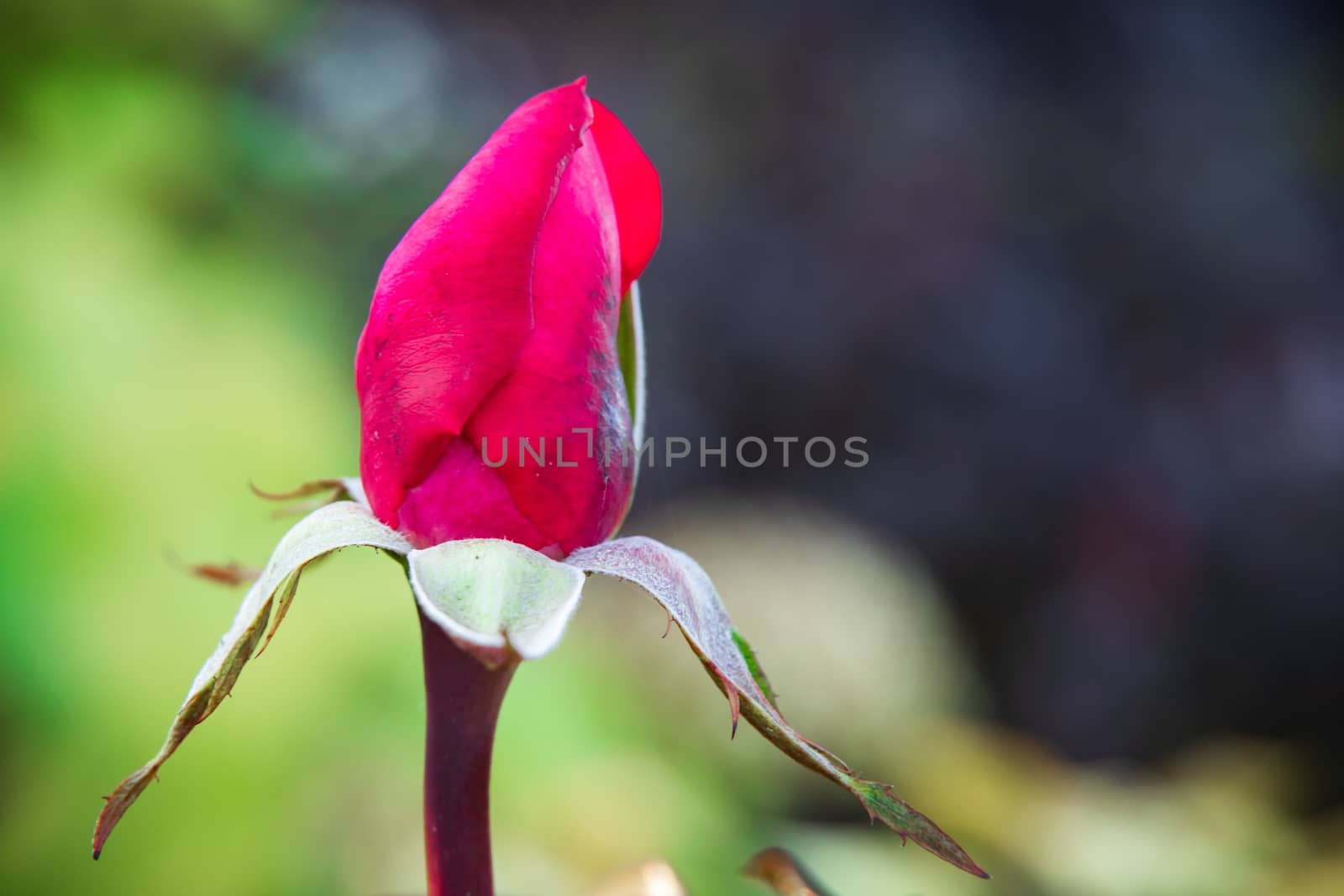 Scarlet rose on a stalk disclosure in a garden a close up