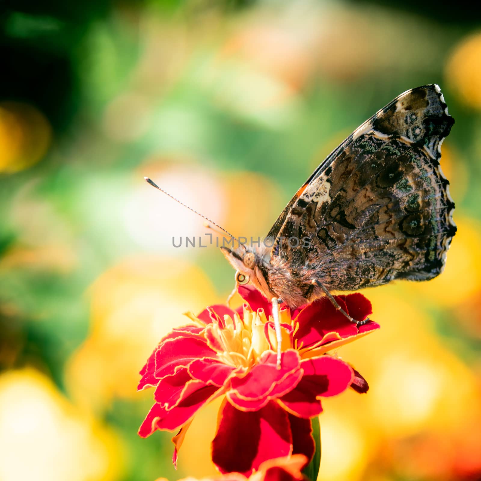 the butterfly sits on a flower a marigold by sveter