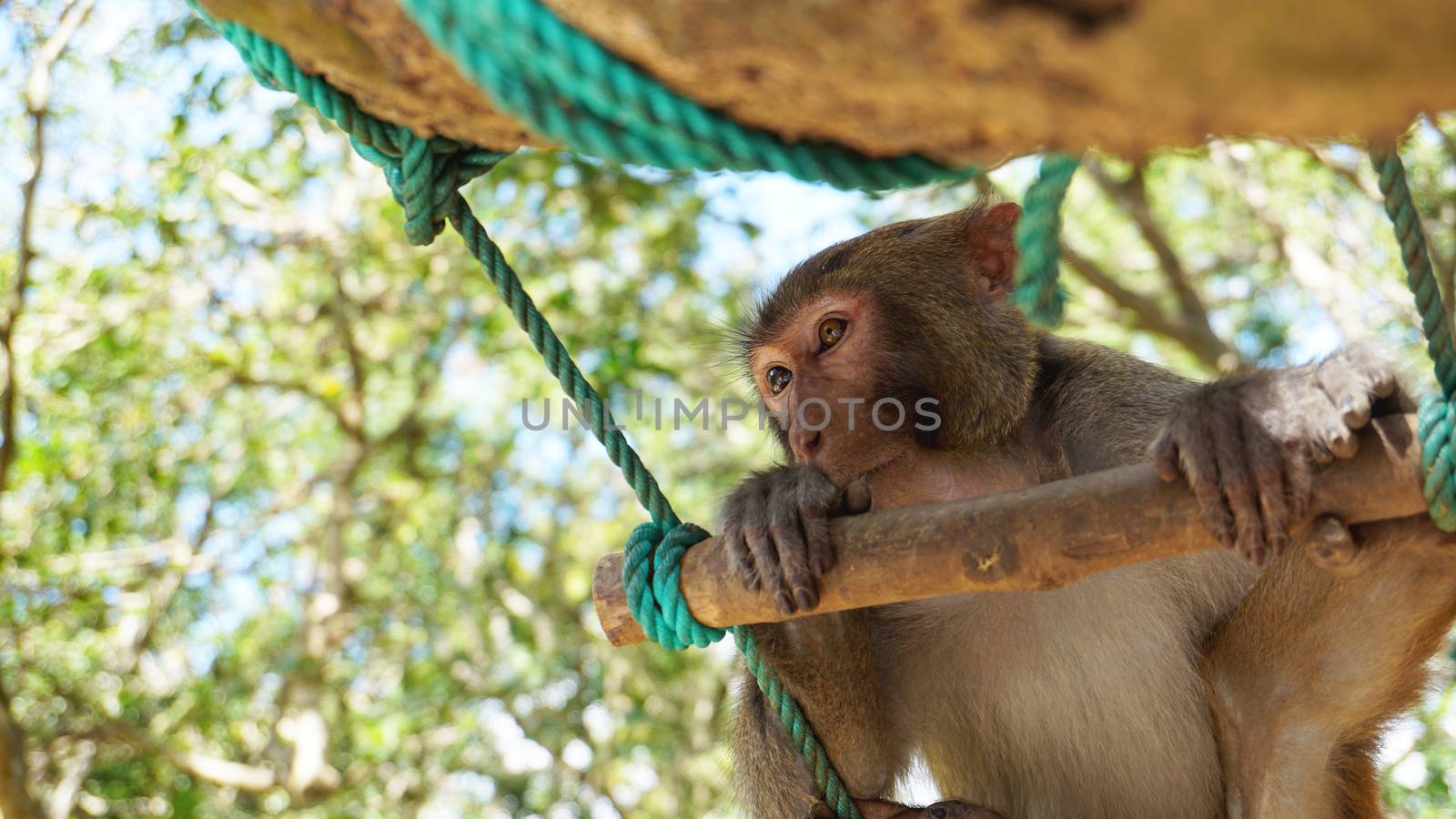 Young macaque monkey with multi-colored eyes sitting on tree branch. Monkey macaque in the rain forest. Monkeys in the natural environment. China