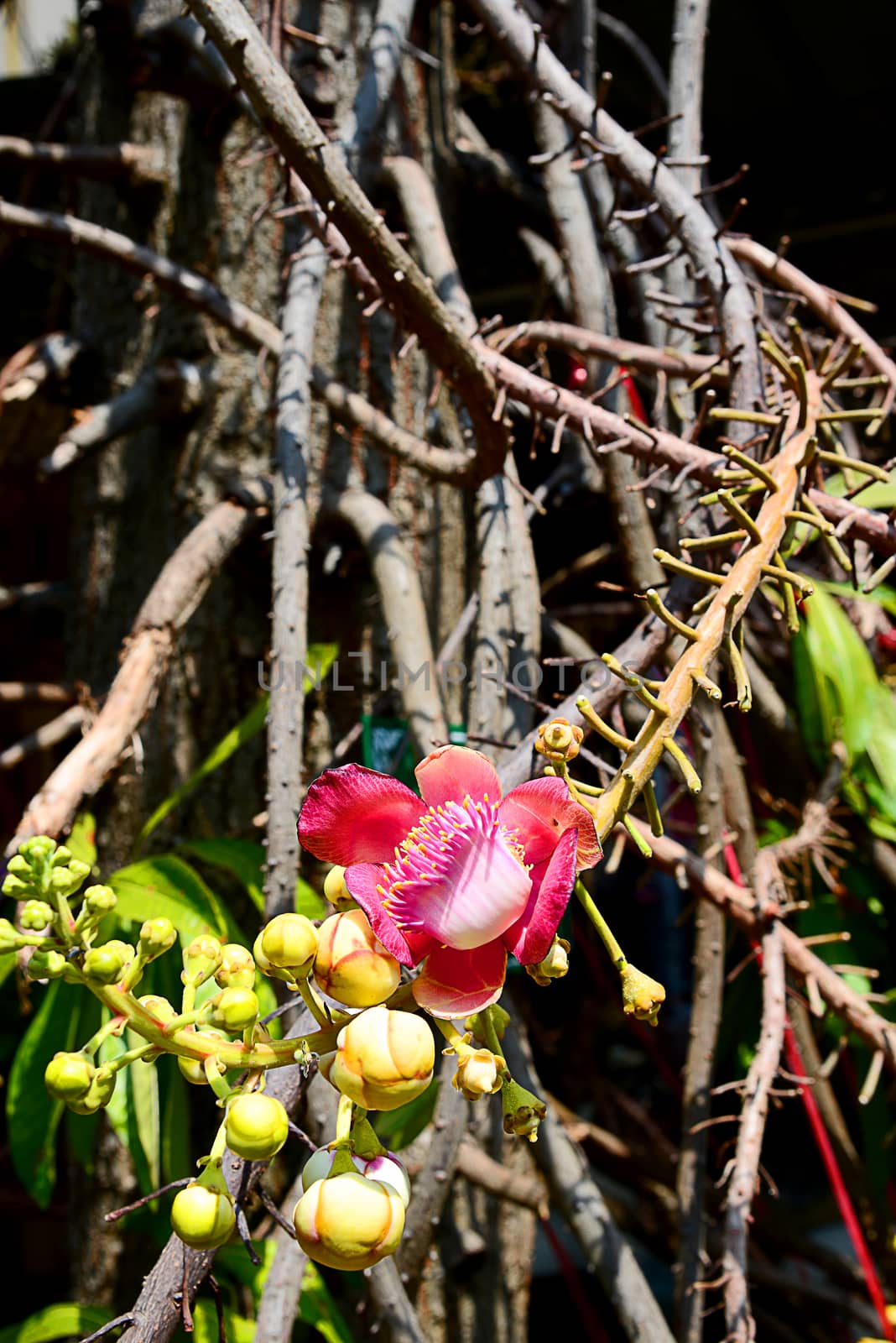 The Cannonball Tree Flower and branch by AekPN