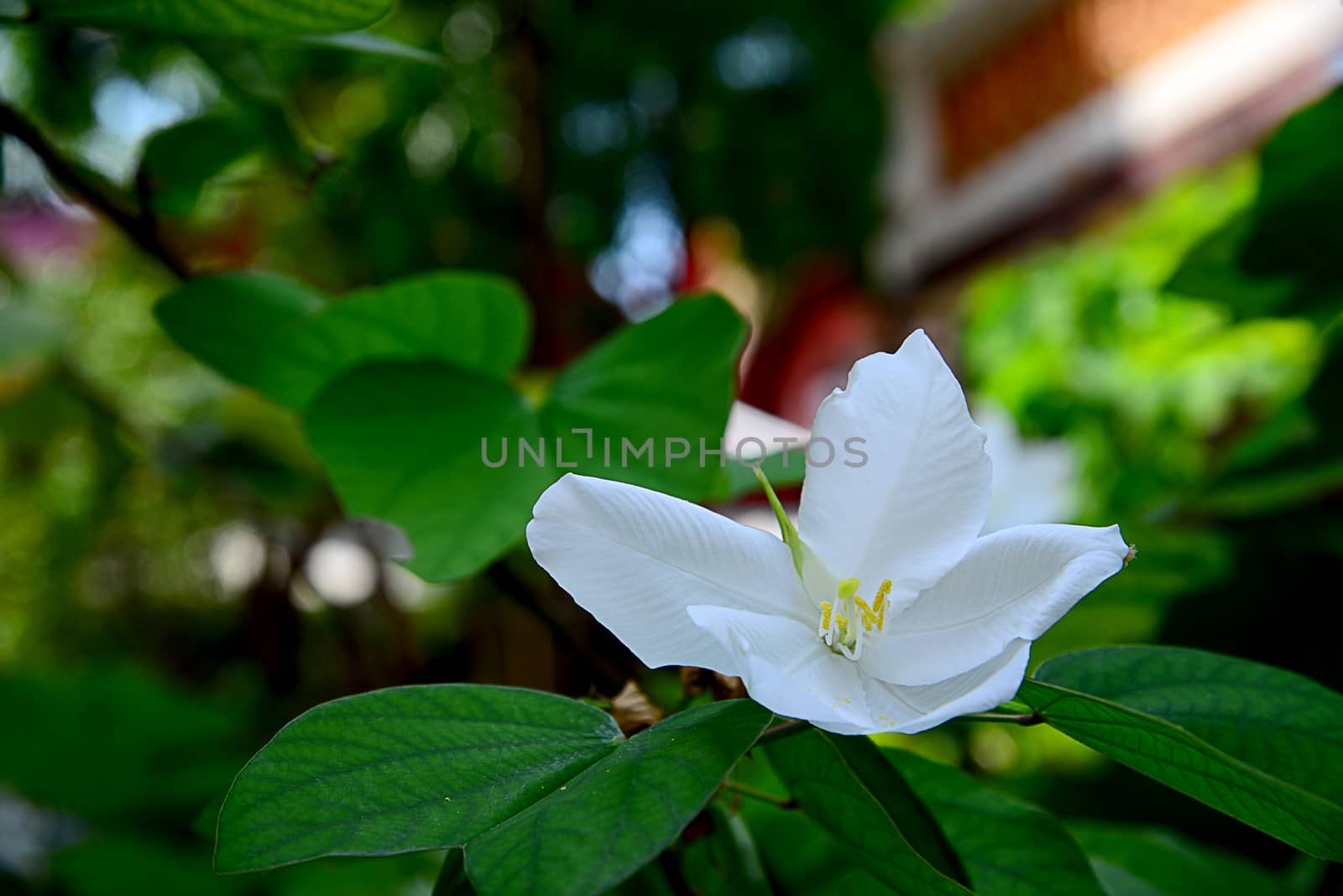 Close up White Snowy Orchid Flower by AekPN