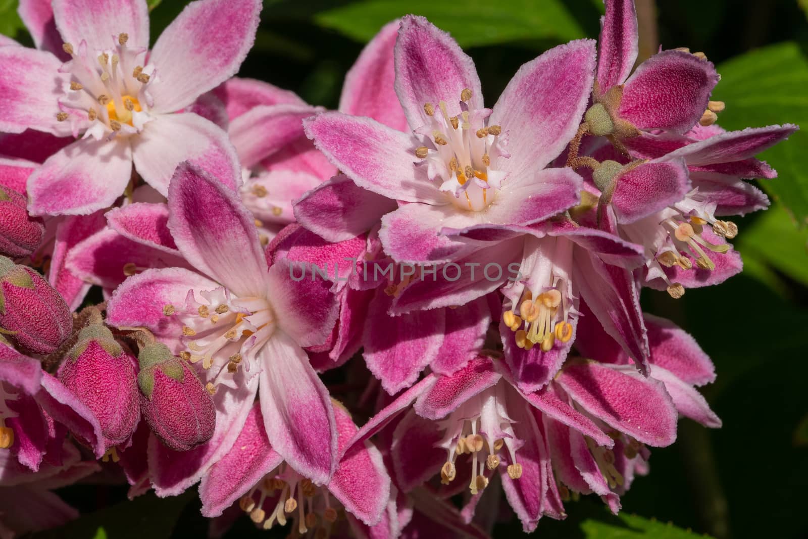 Strawberry Deutzia (Deutzia hybrida), close-up of the flower head