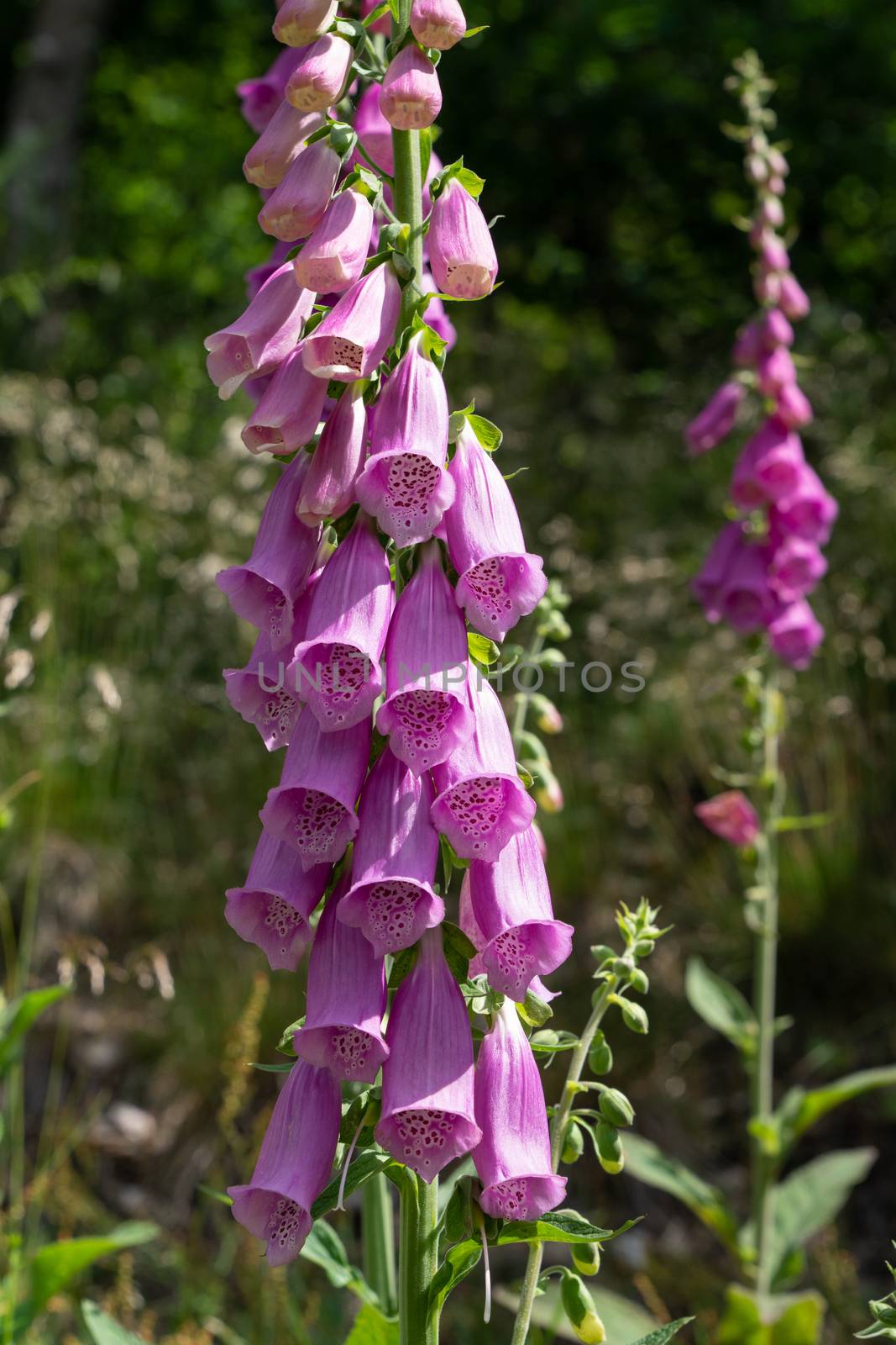 Purple foxglove (Digitalis purpurea), close up of the forest plant