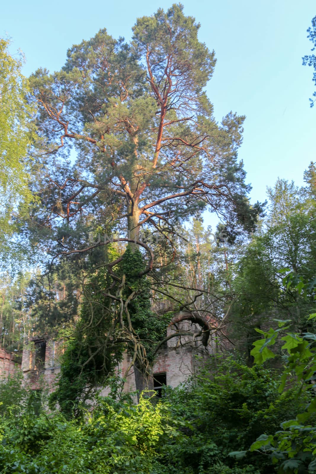 Ruins of Beelitz-Heilstätten Lost place Berlin Brandenburg;