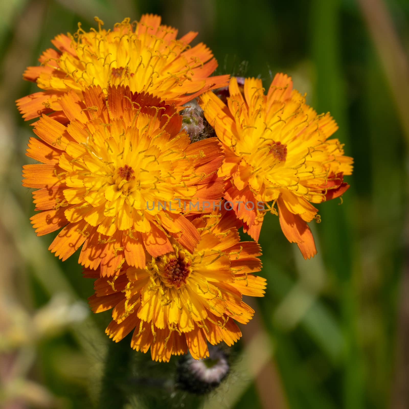 Devils paintbrush (Hieracium aurantiacum), close up of the flower head