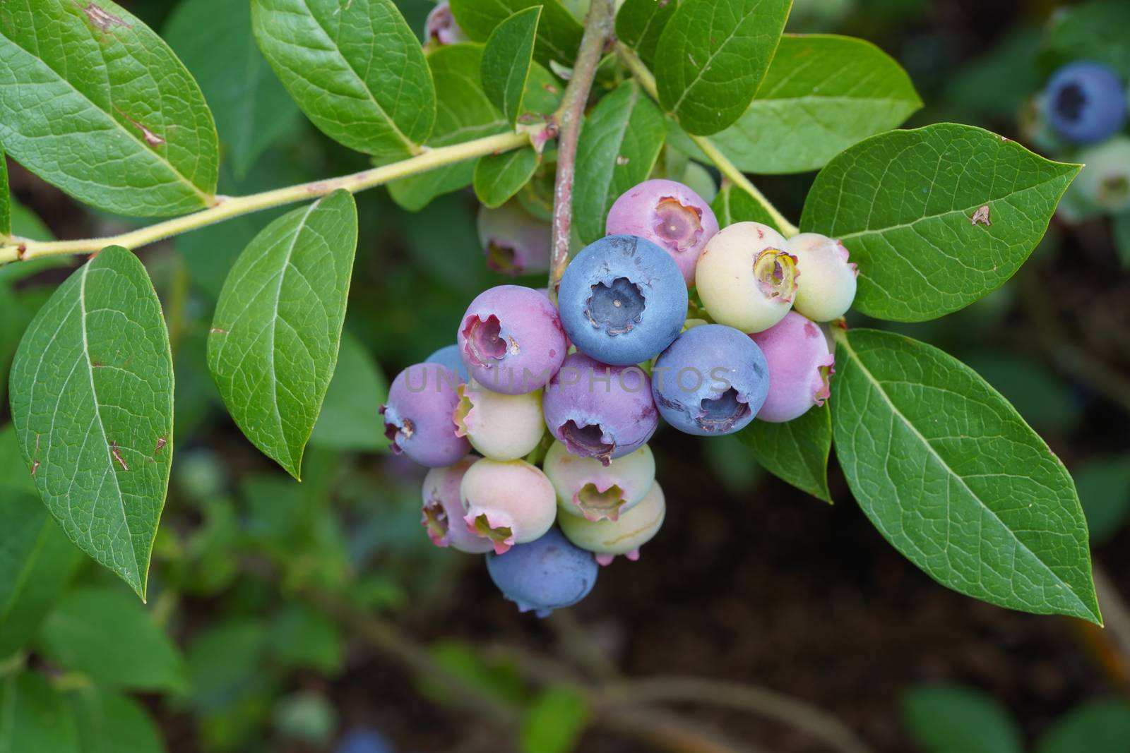 Blueberry (Vaccinium myrtillus), fruits of summertime