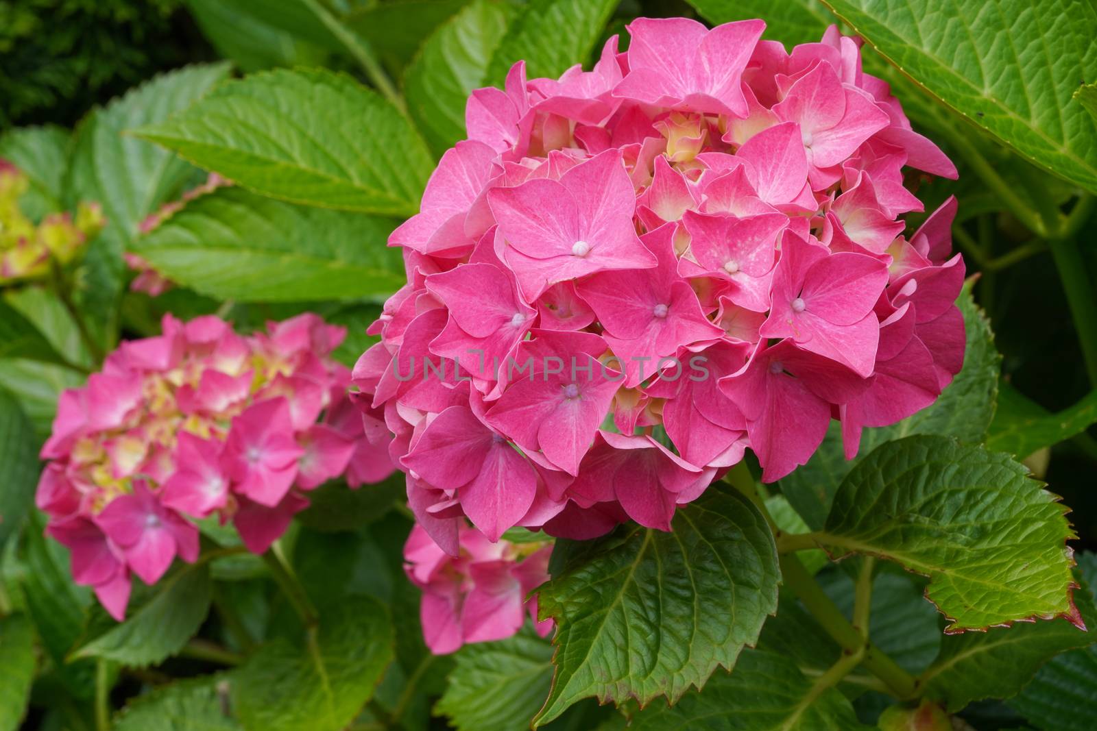 Penny mac (Hydrangea macrophylla), flowers of summer