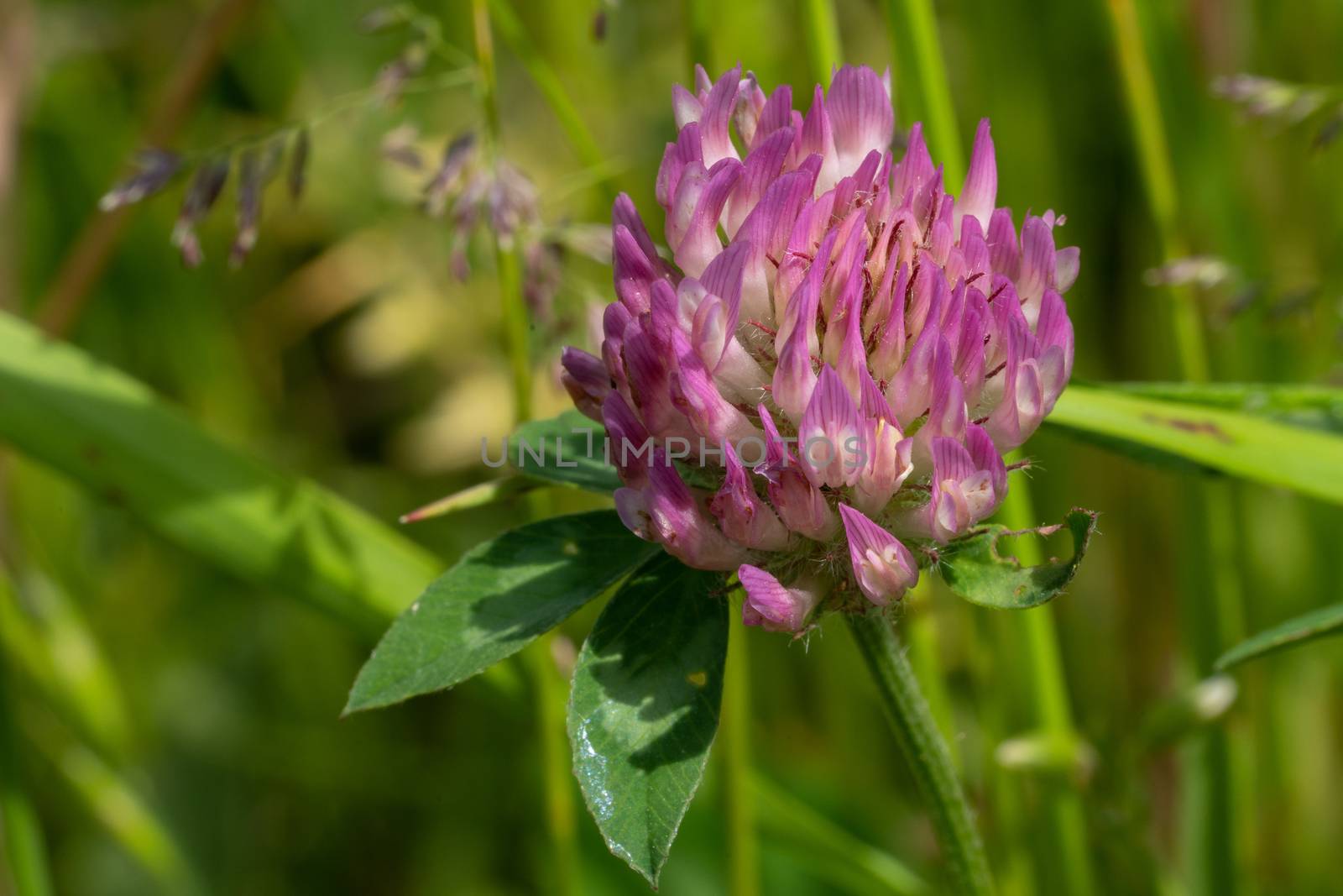 Red clover (Trifolium pratense), flowers of meadows