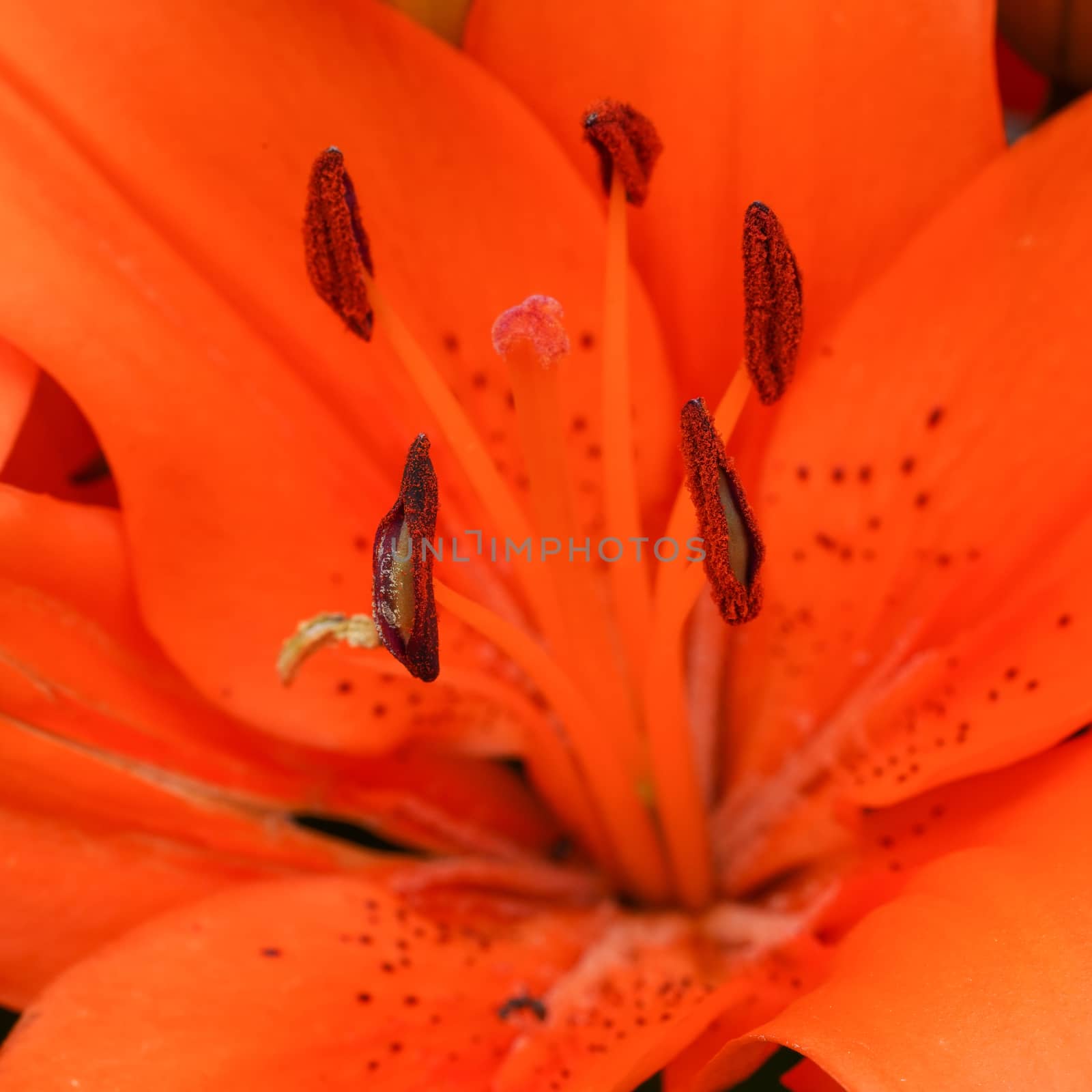 Asian Lily, Lilium asiatic by alfotokunst