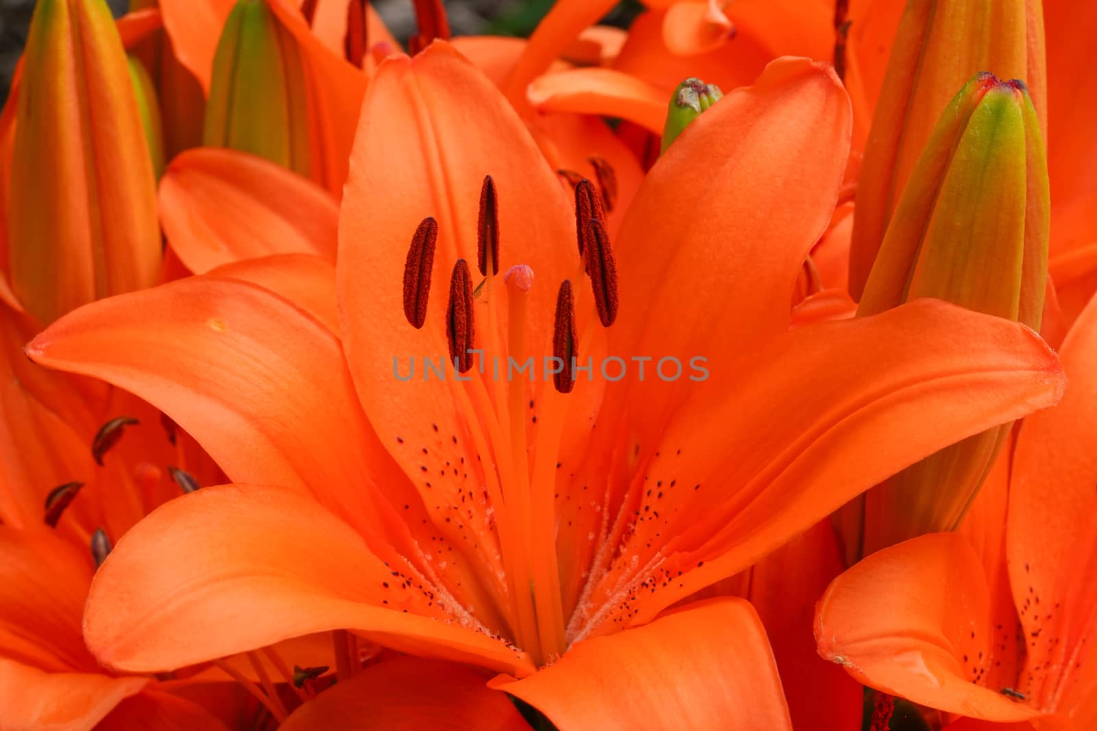 Asian Lily (Lilium asiatic), close up of the flower head