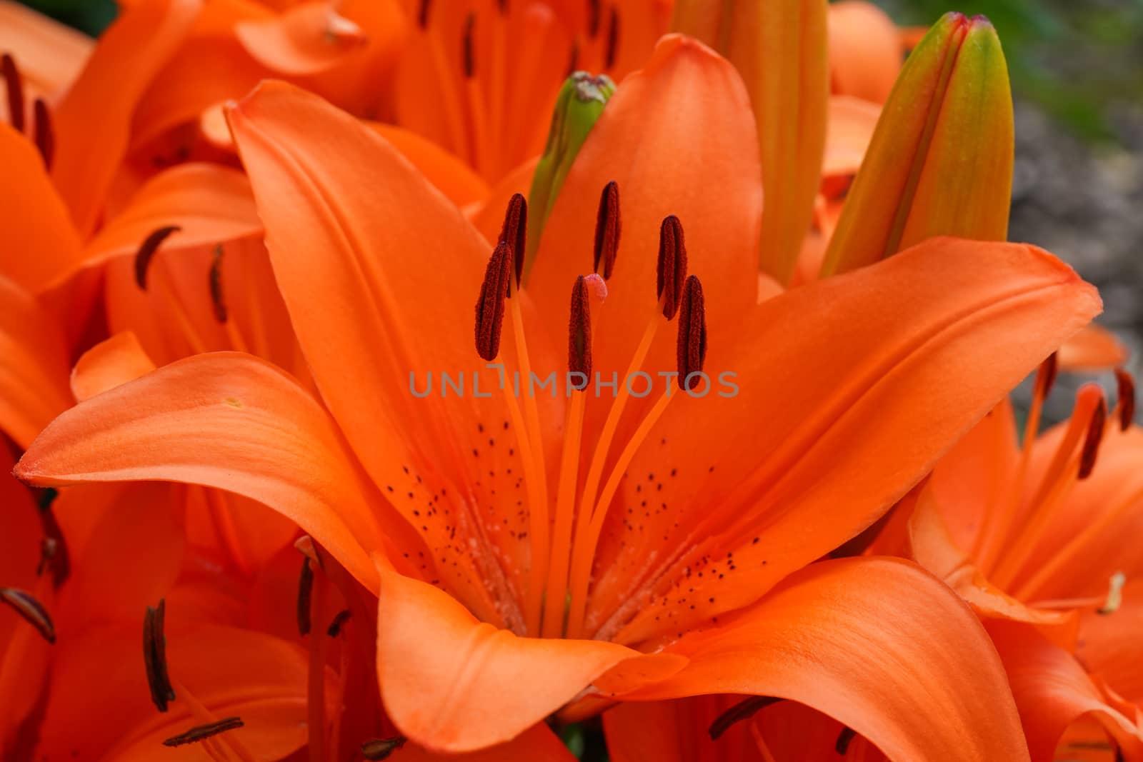 Asian Lily (Lilium asiatic), close up of the flower head